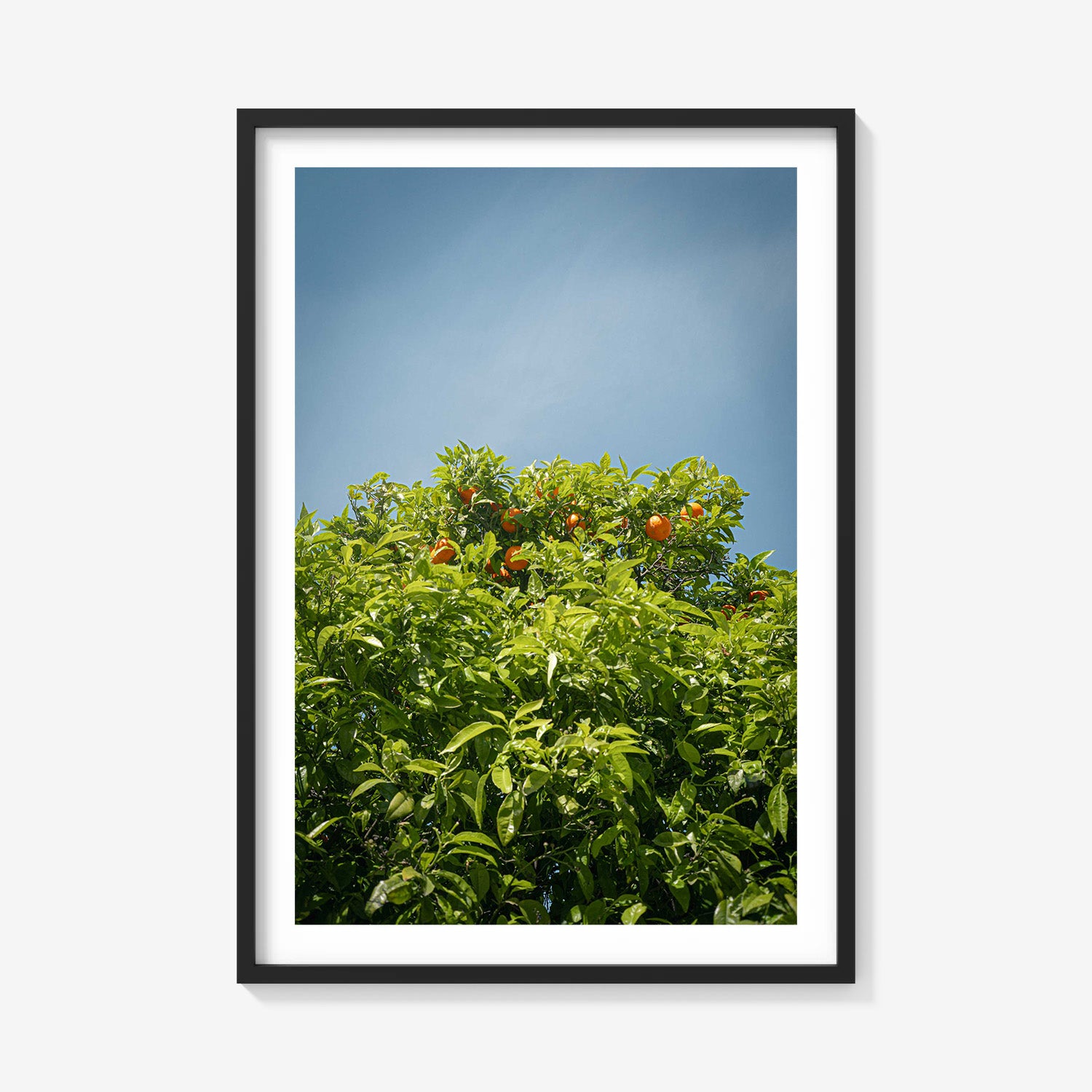 CITRUS SKY