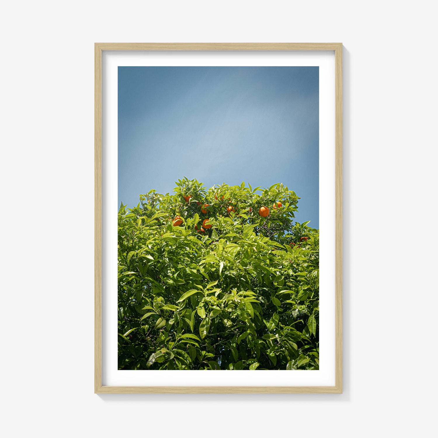 CITRUS SKY