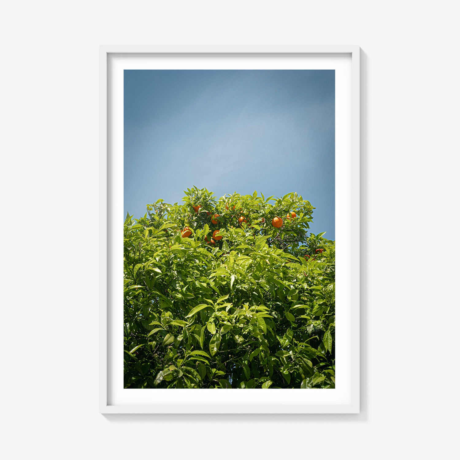 CITRUS SKY