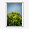 CITRUS SKY