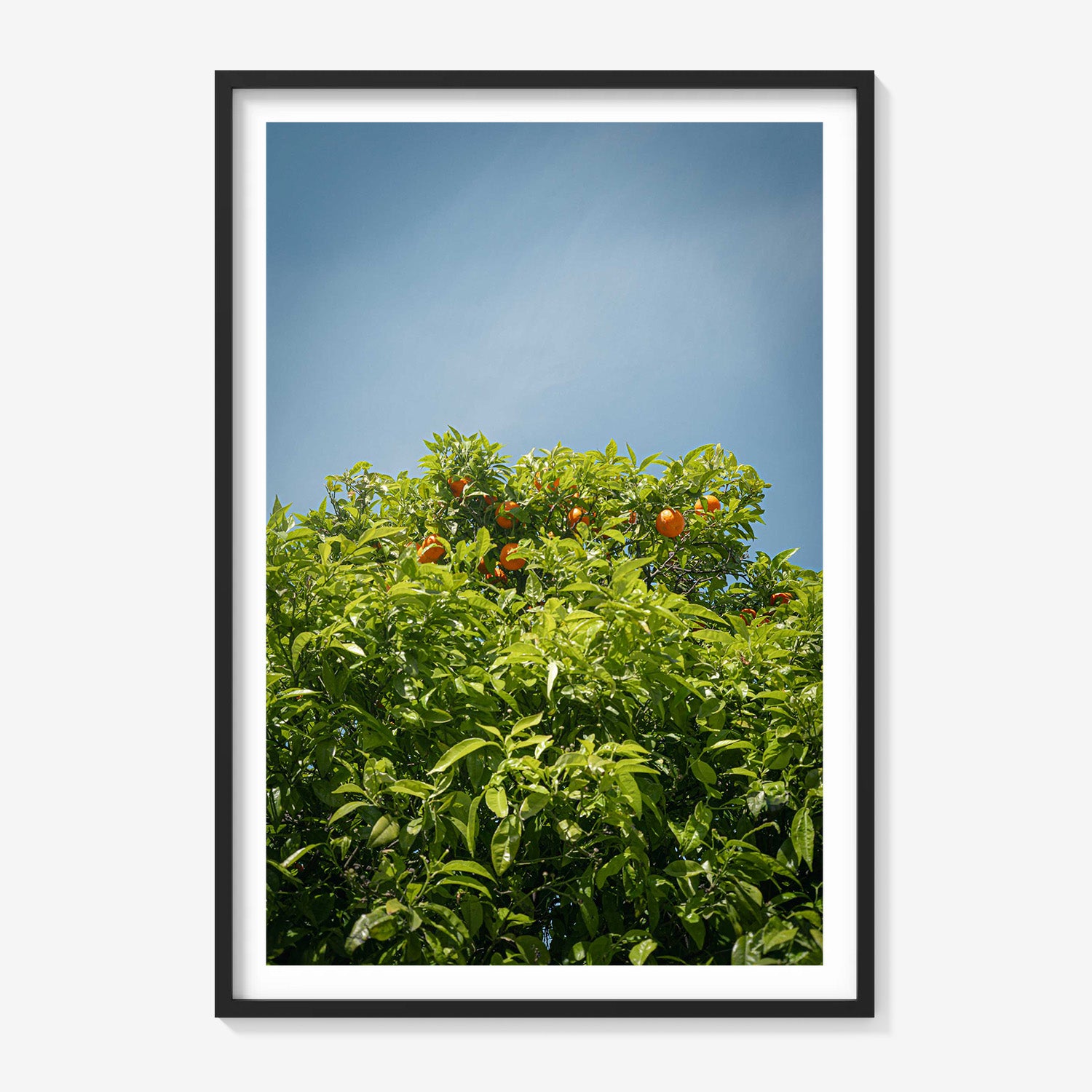 CITRUS SKY