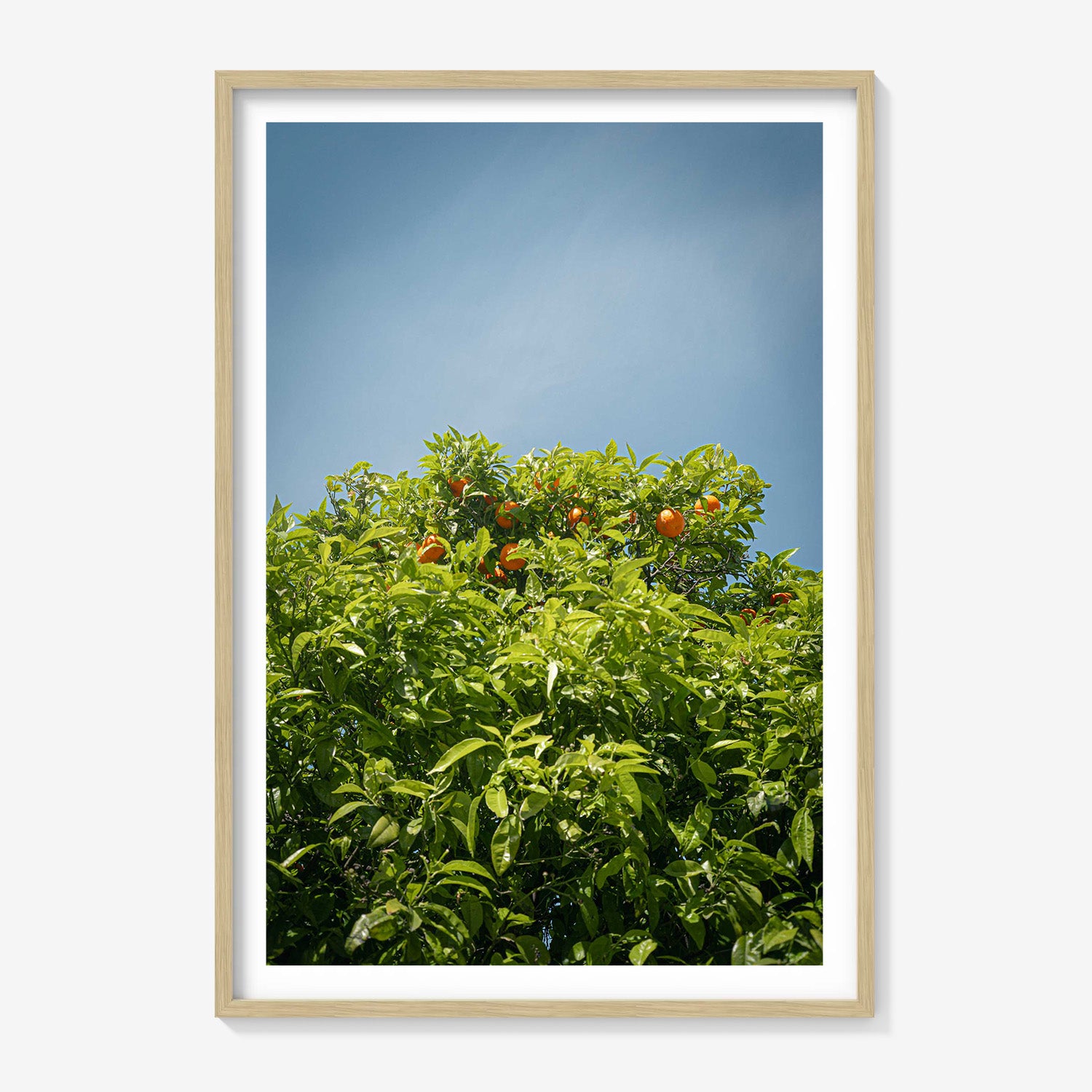 CITRUS SKY