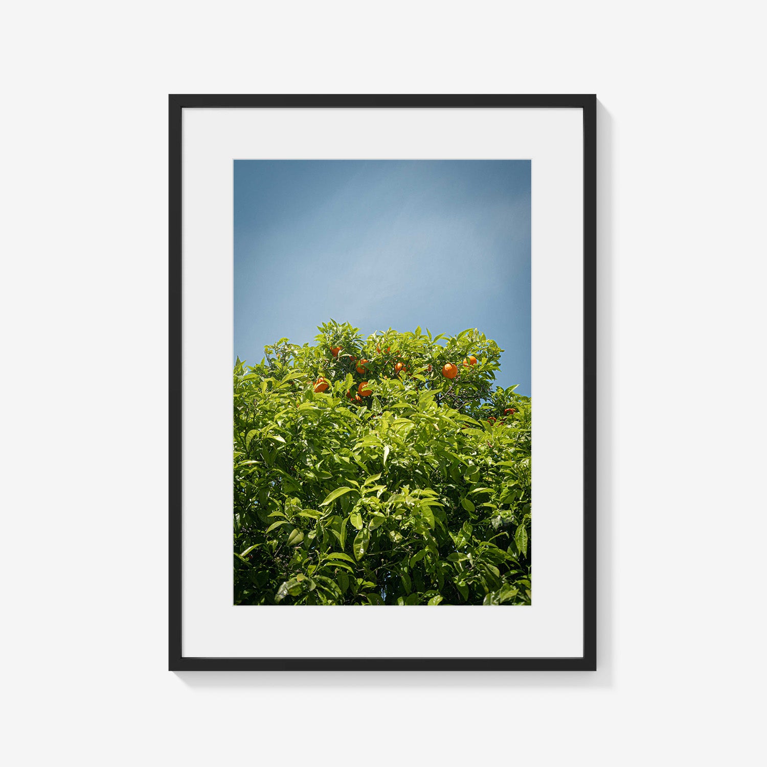 CITRUS SKY
