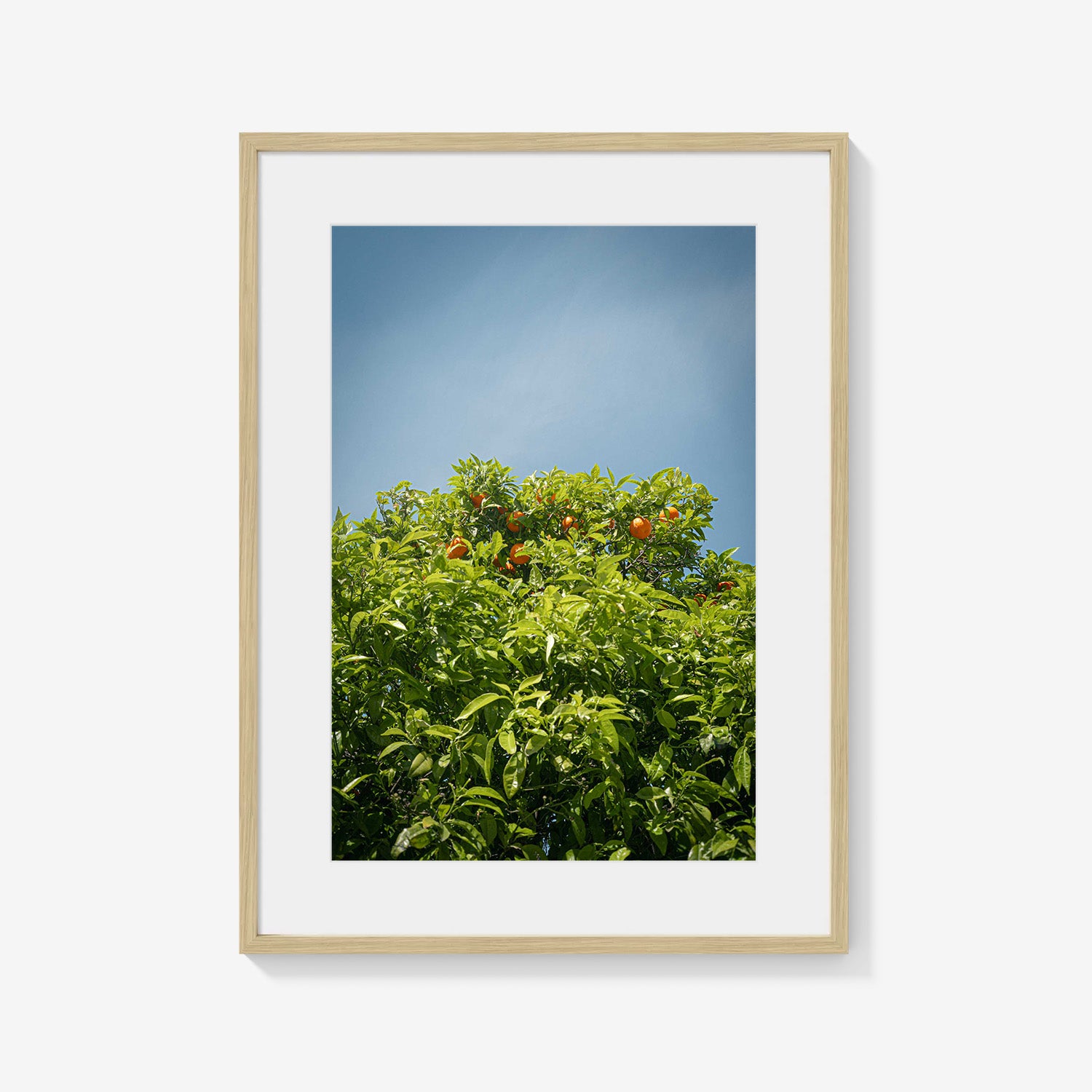 CITRUS SKY