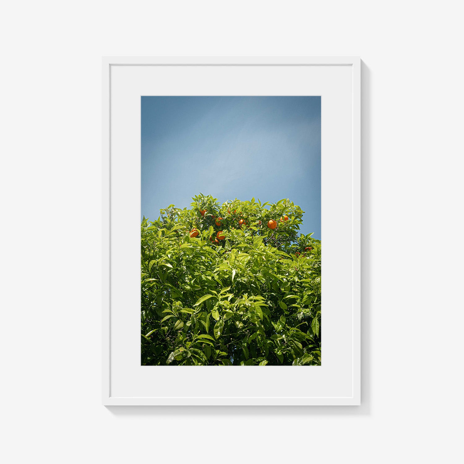 CITRUS SKY