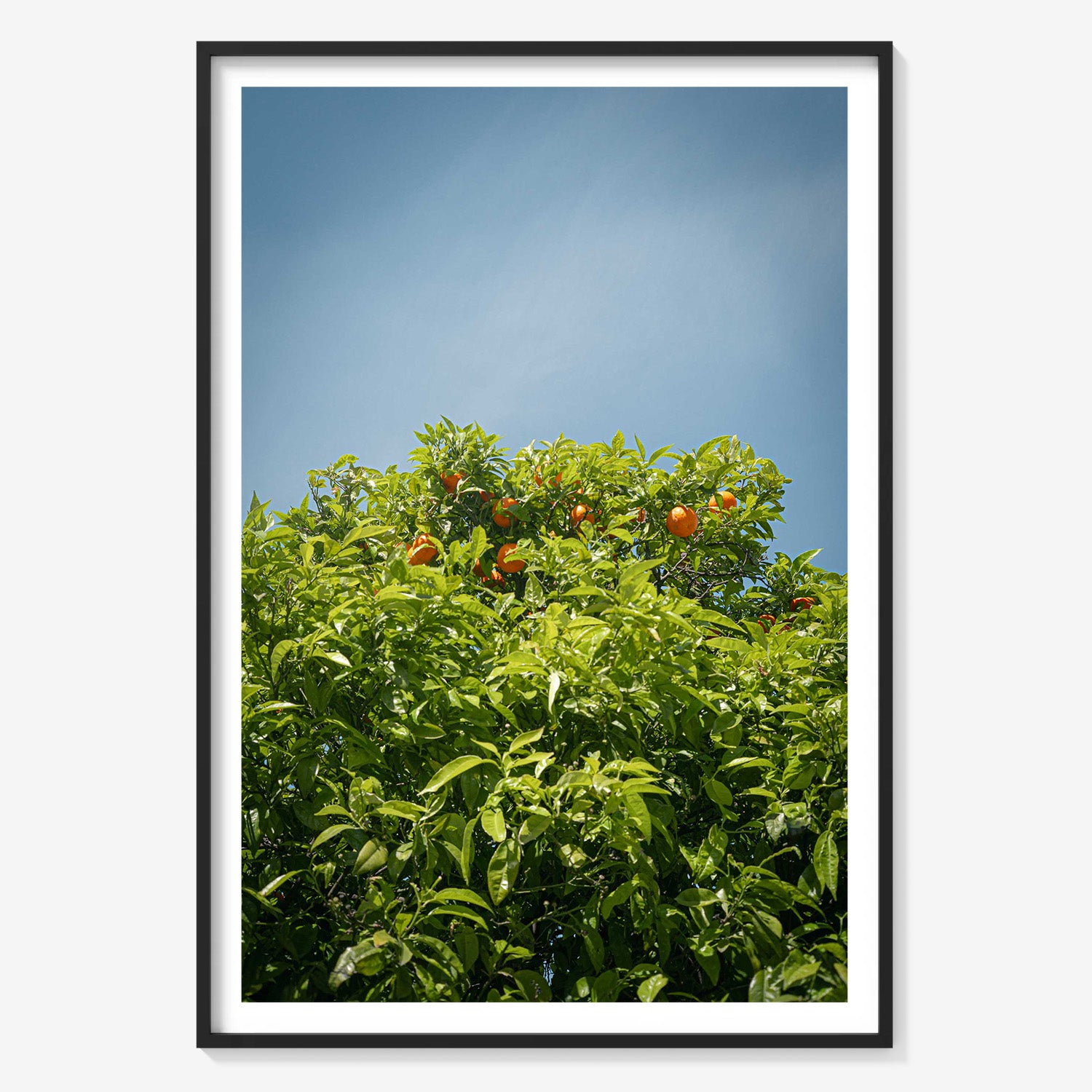 CITRUS SKY