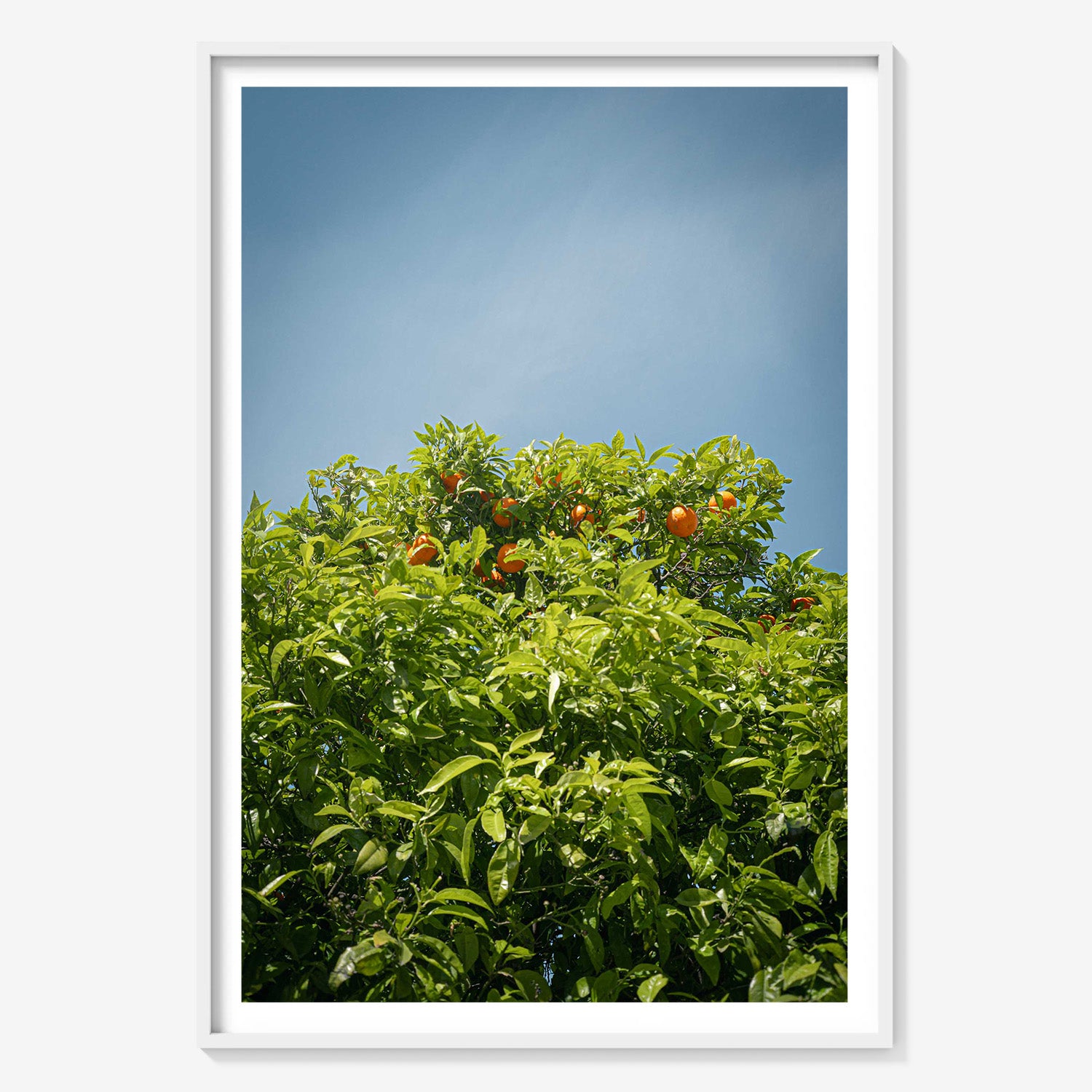 CITRUS SKY