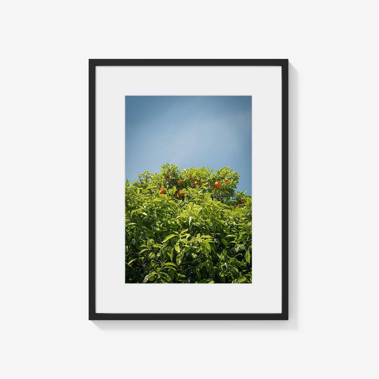 CITRUS SKY
