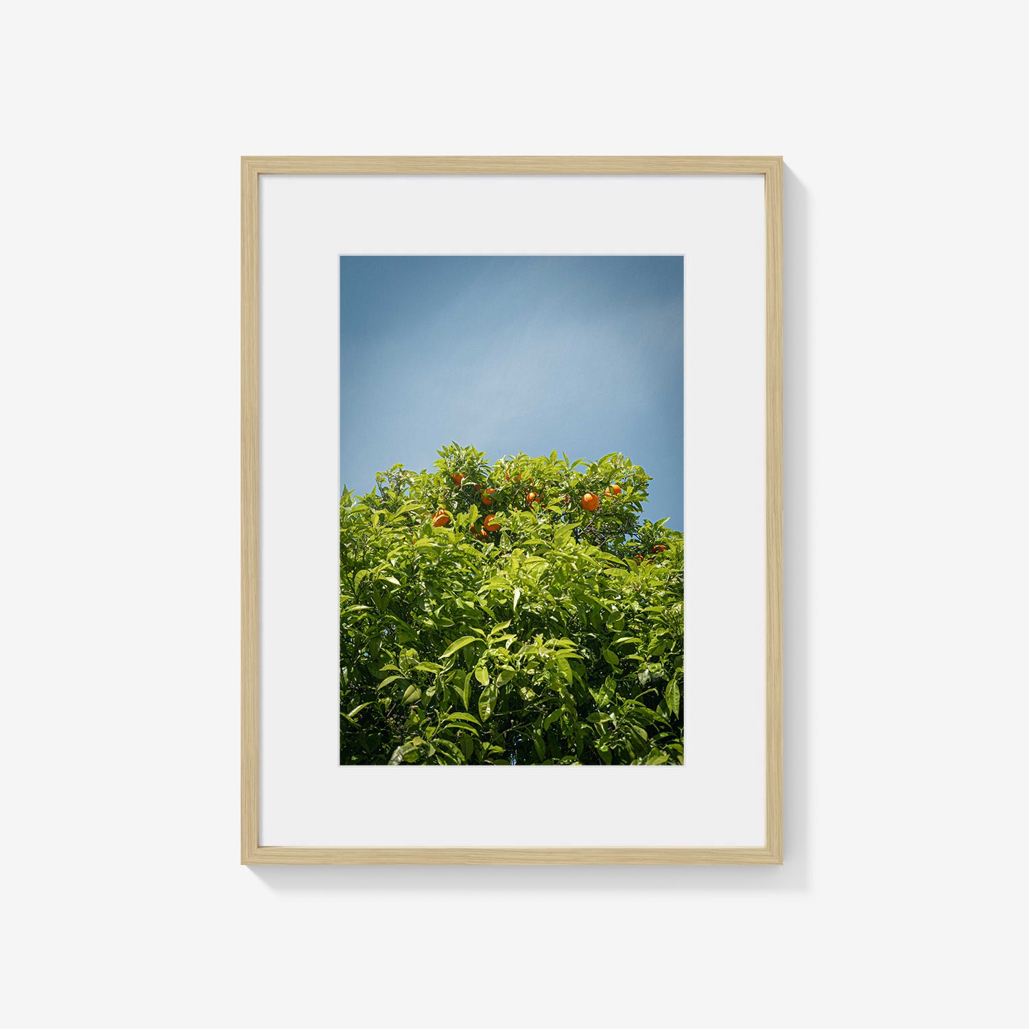 CITRUS SKY