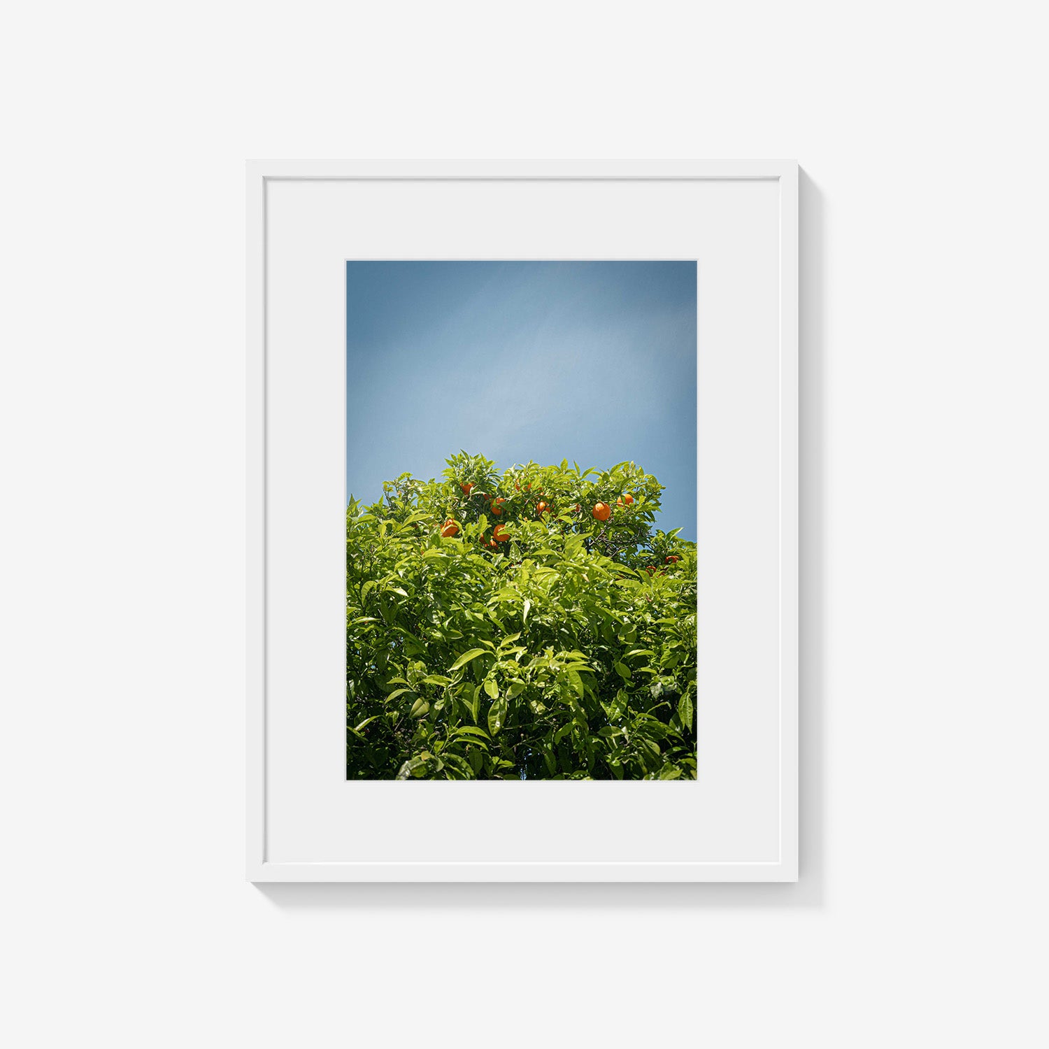 CITRUS SKY