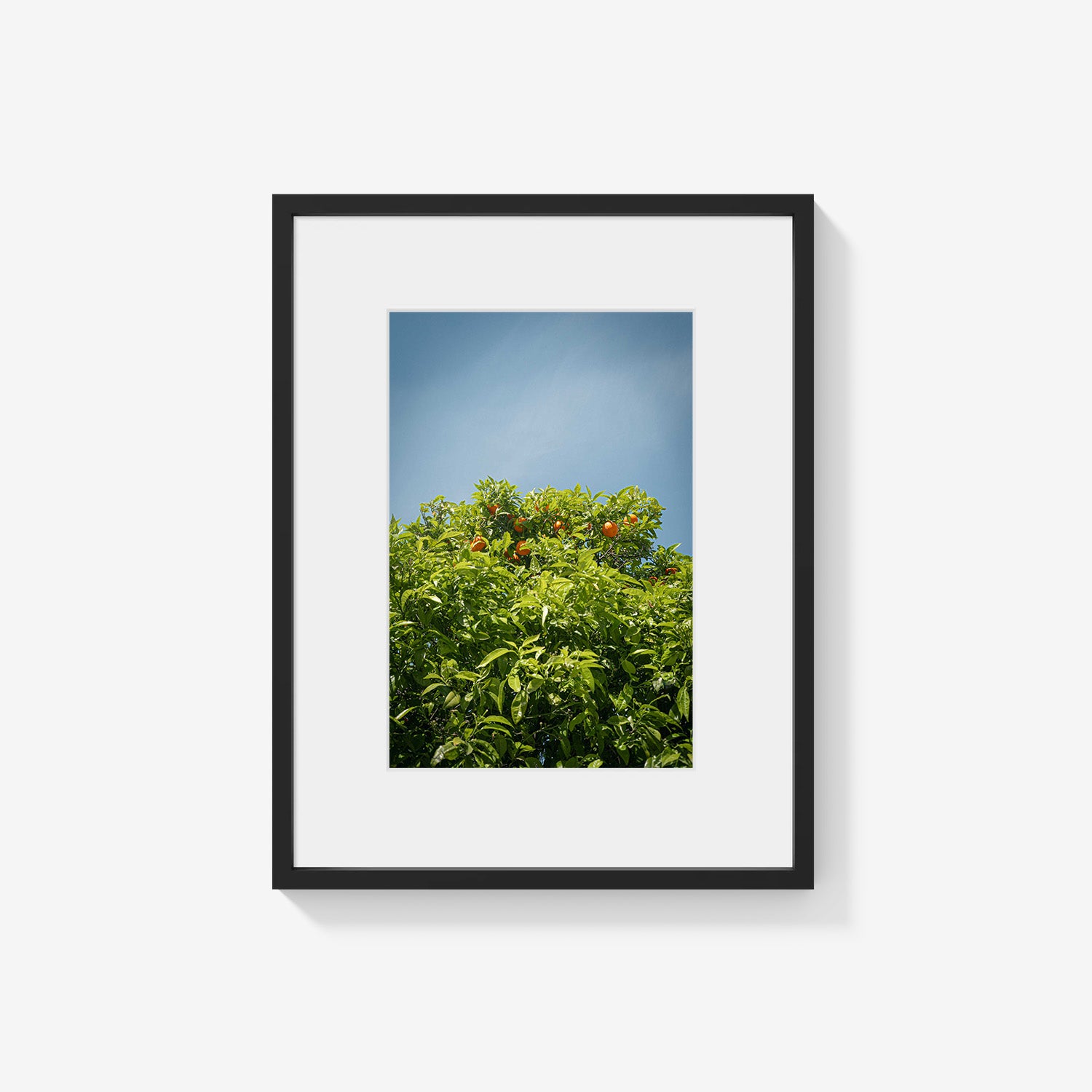 CITRUS SKY