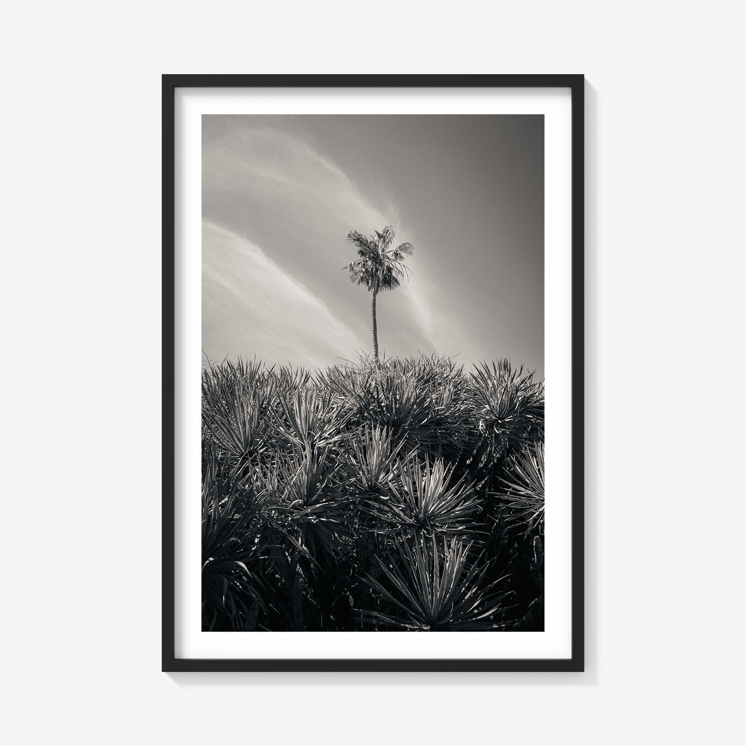 DESERT PALM