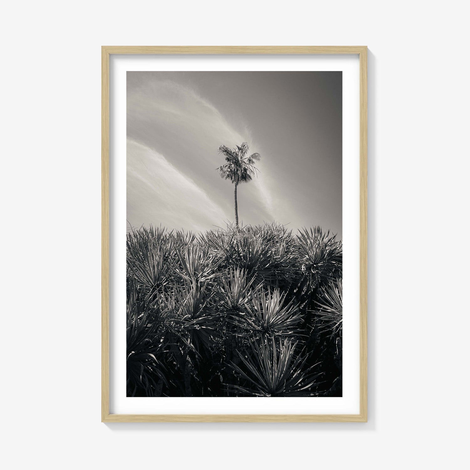 DESERT PALM