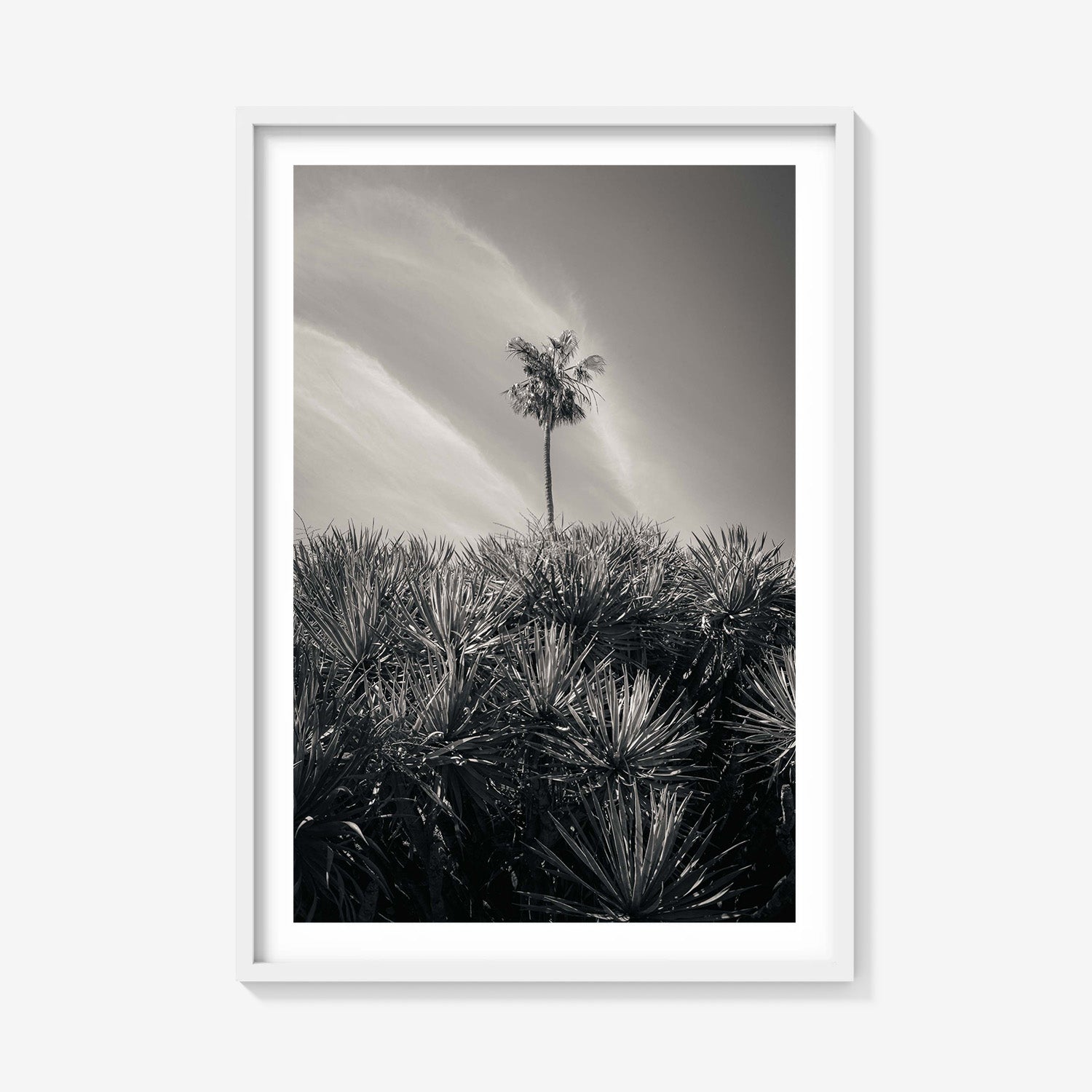 DESERT PALM