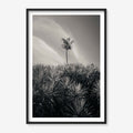 DESERT PALM
