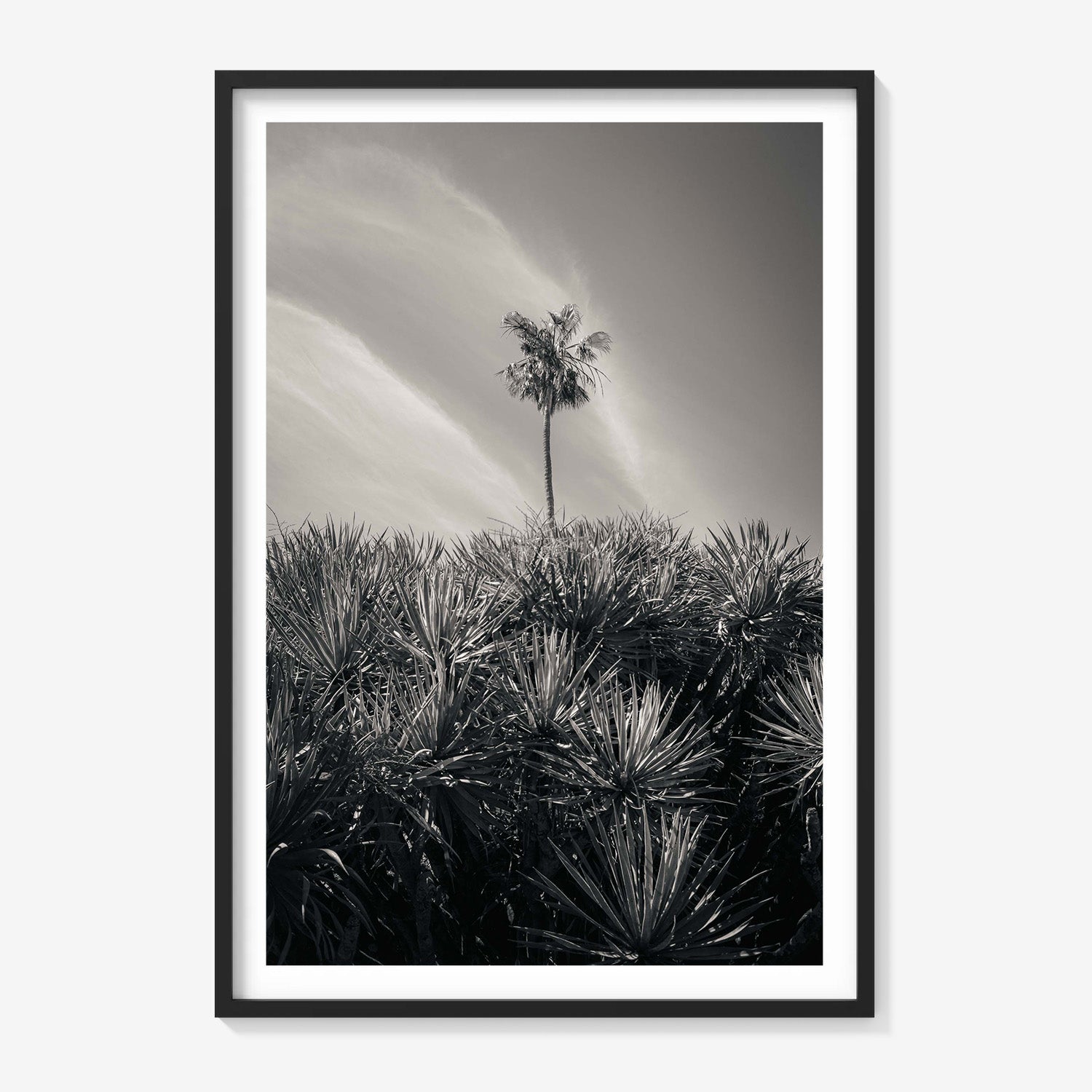 DESERT PALM