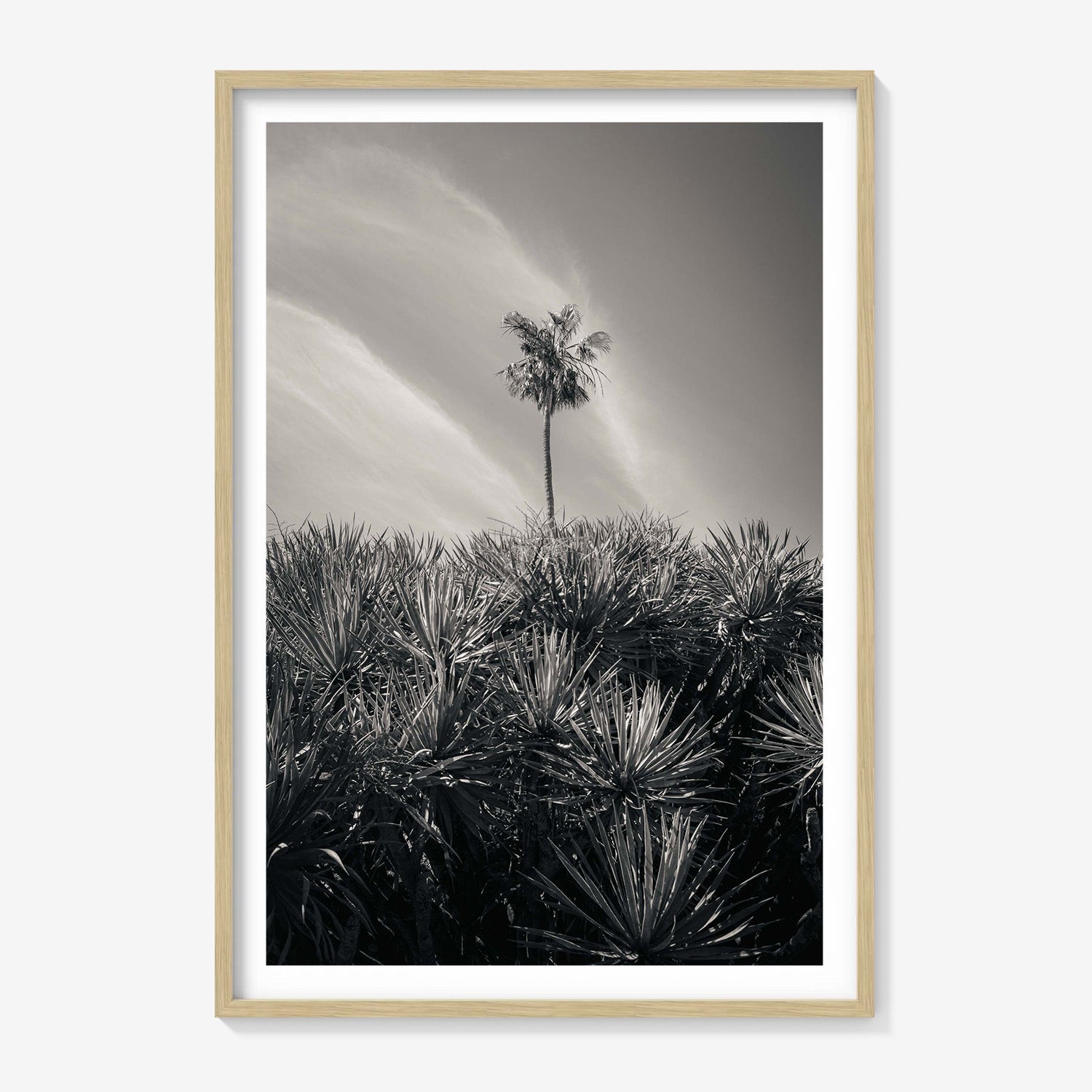 DESERT PALM