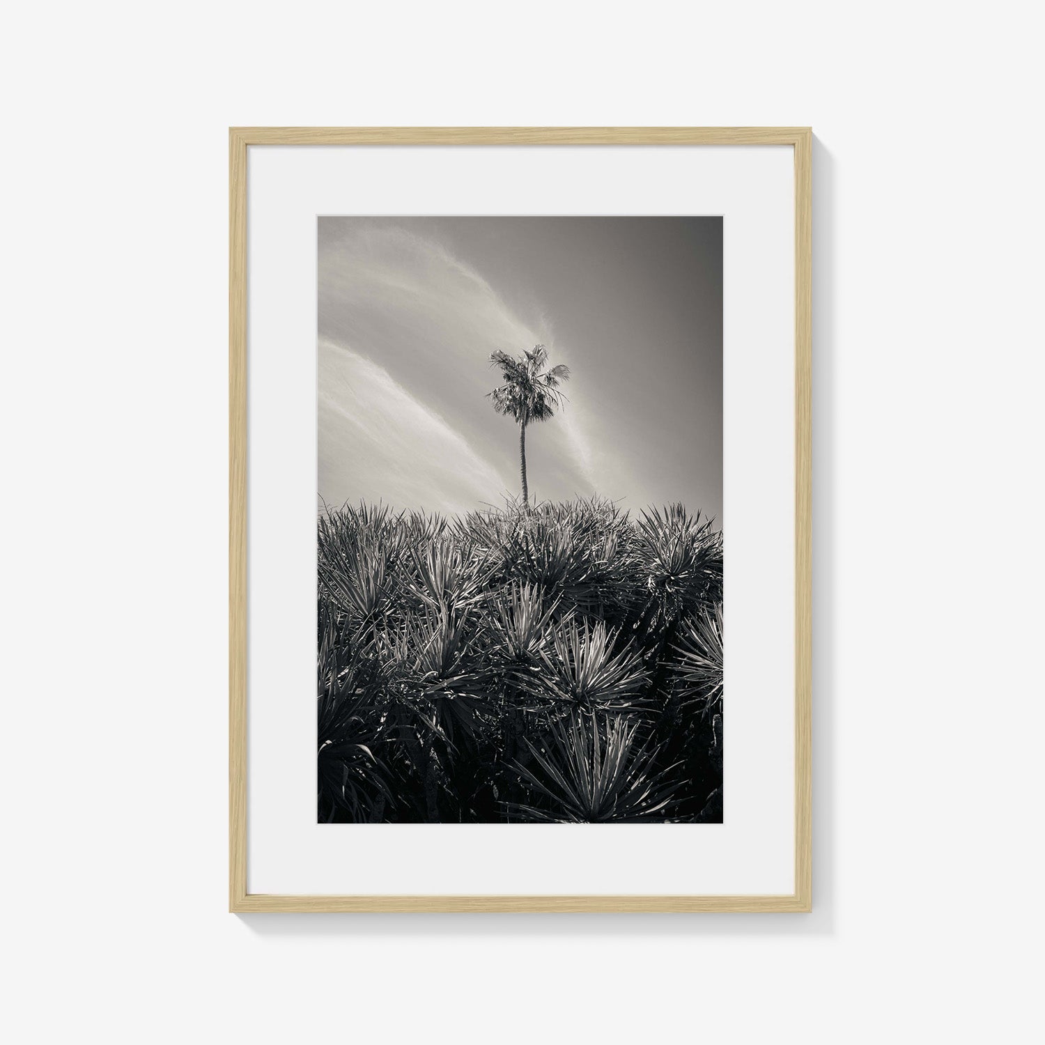 DESERT PALM