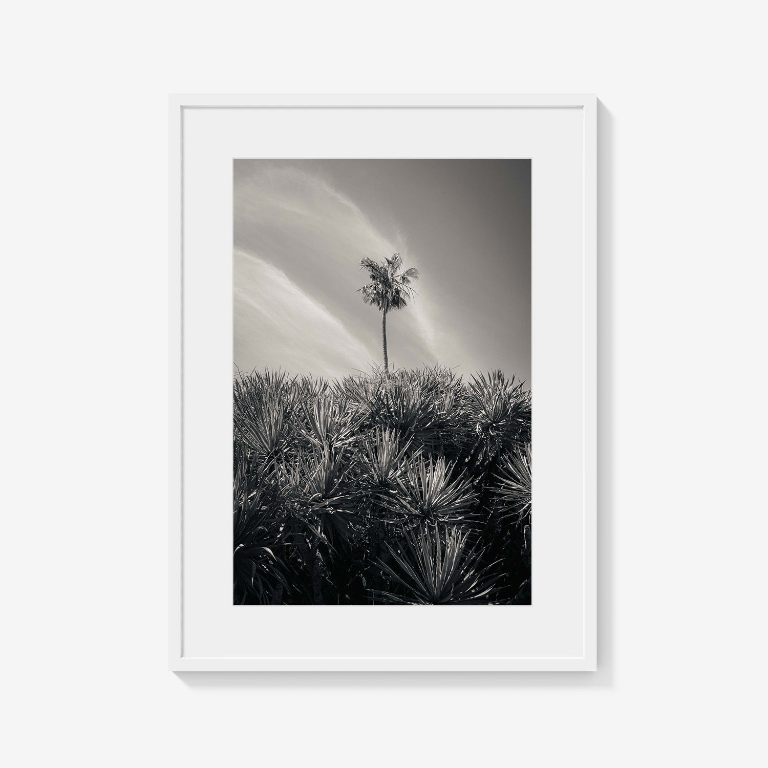 DESERT PALM