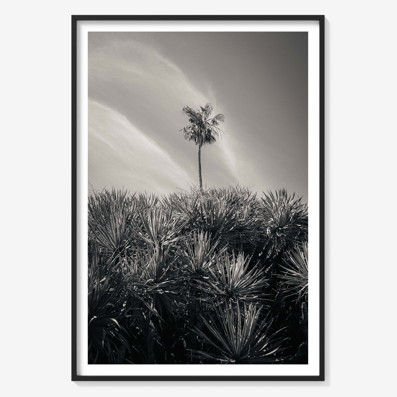 DESERT PALM