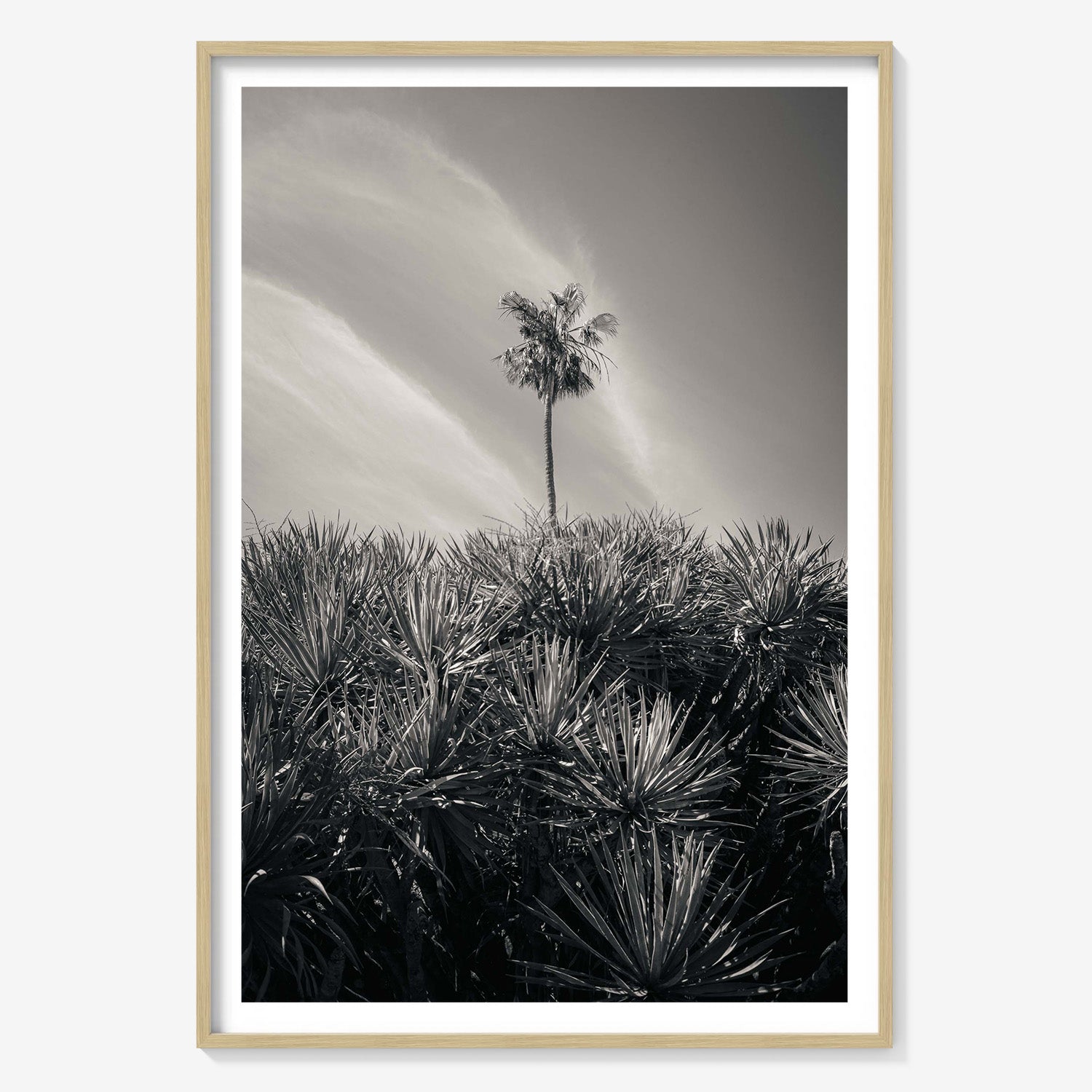 DESERT PALM
