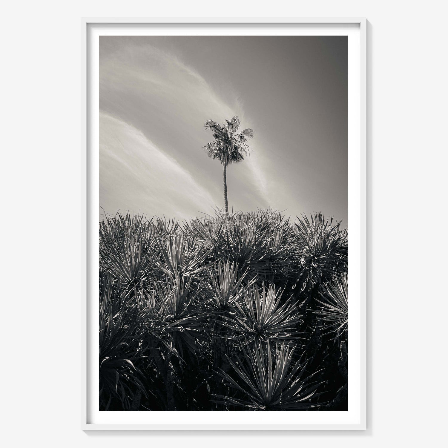 DESERT PALM