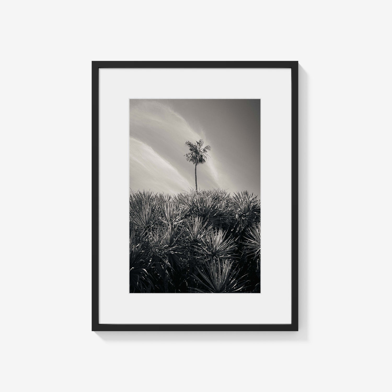 DESERT PALM