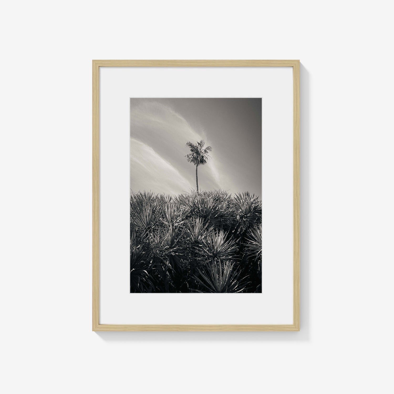 DESERT PALM