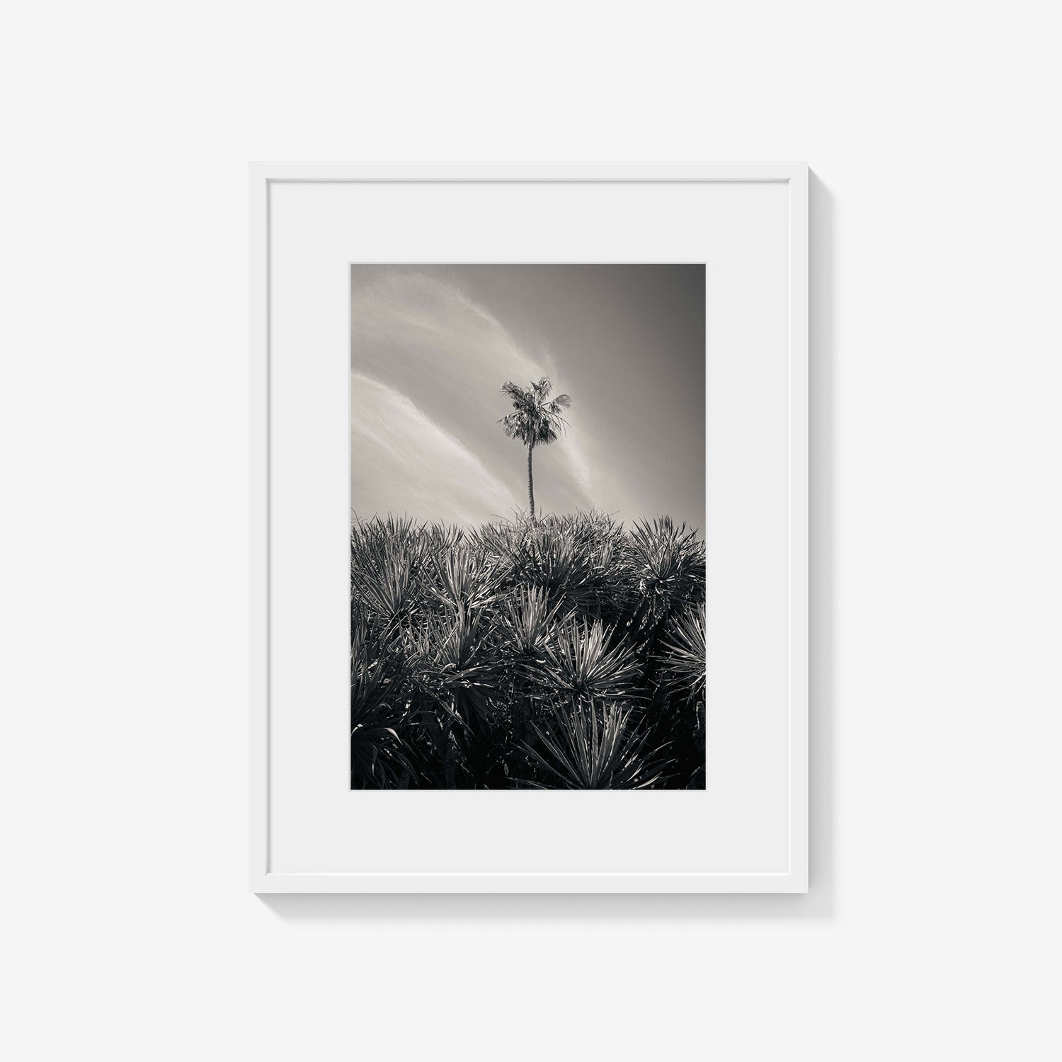 DESERT PALM