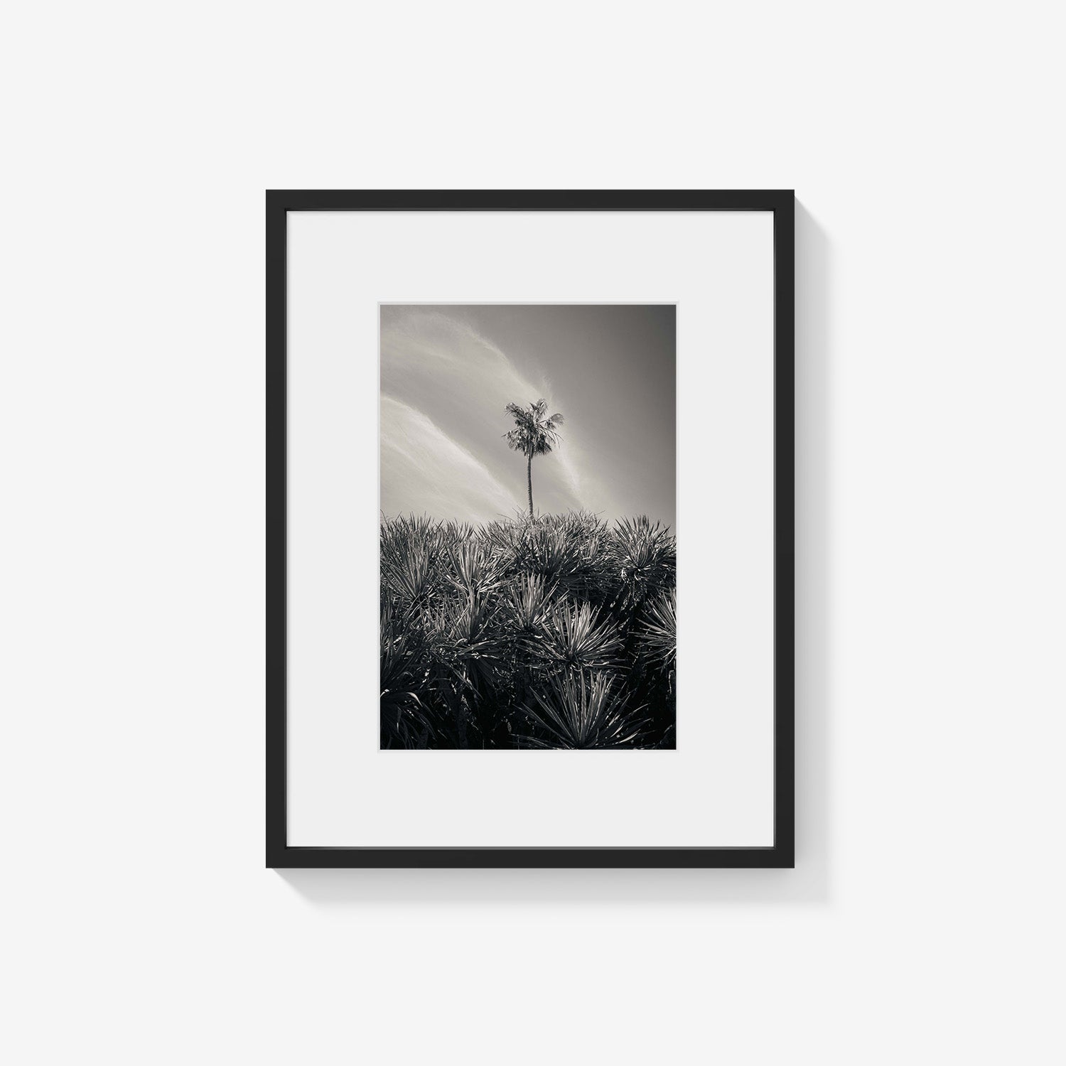 DESERT PALM