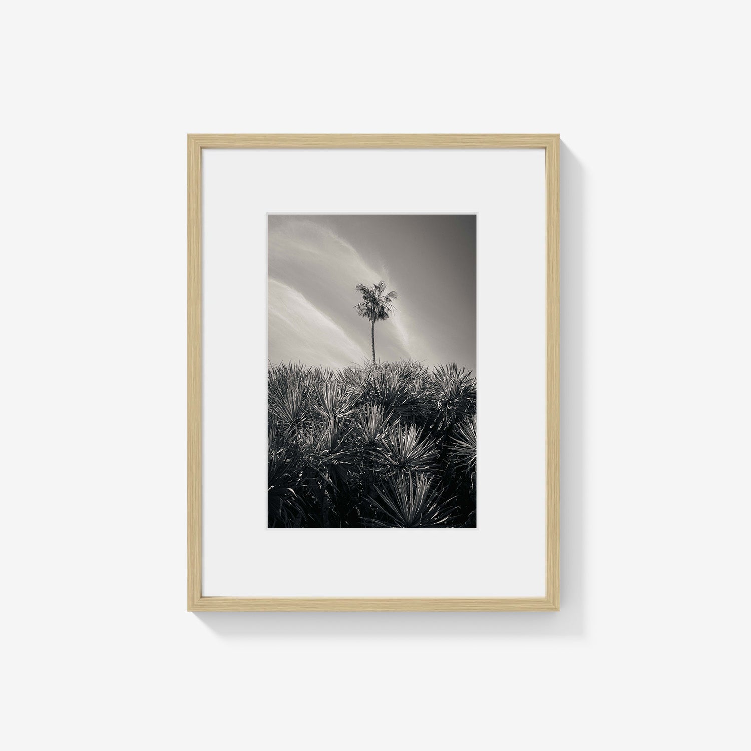 DESERT PALM