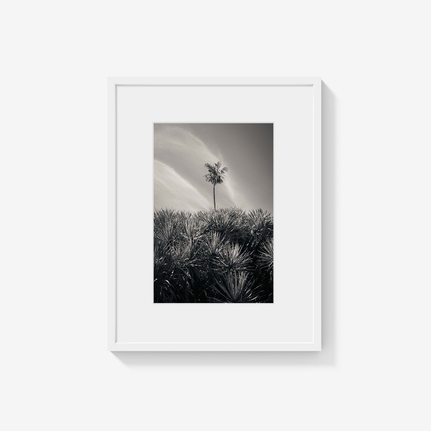 DESERT PALM