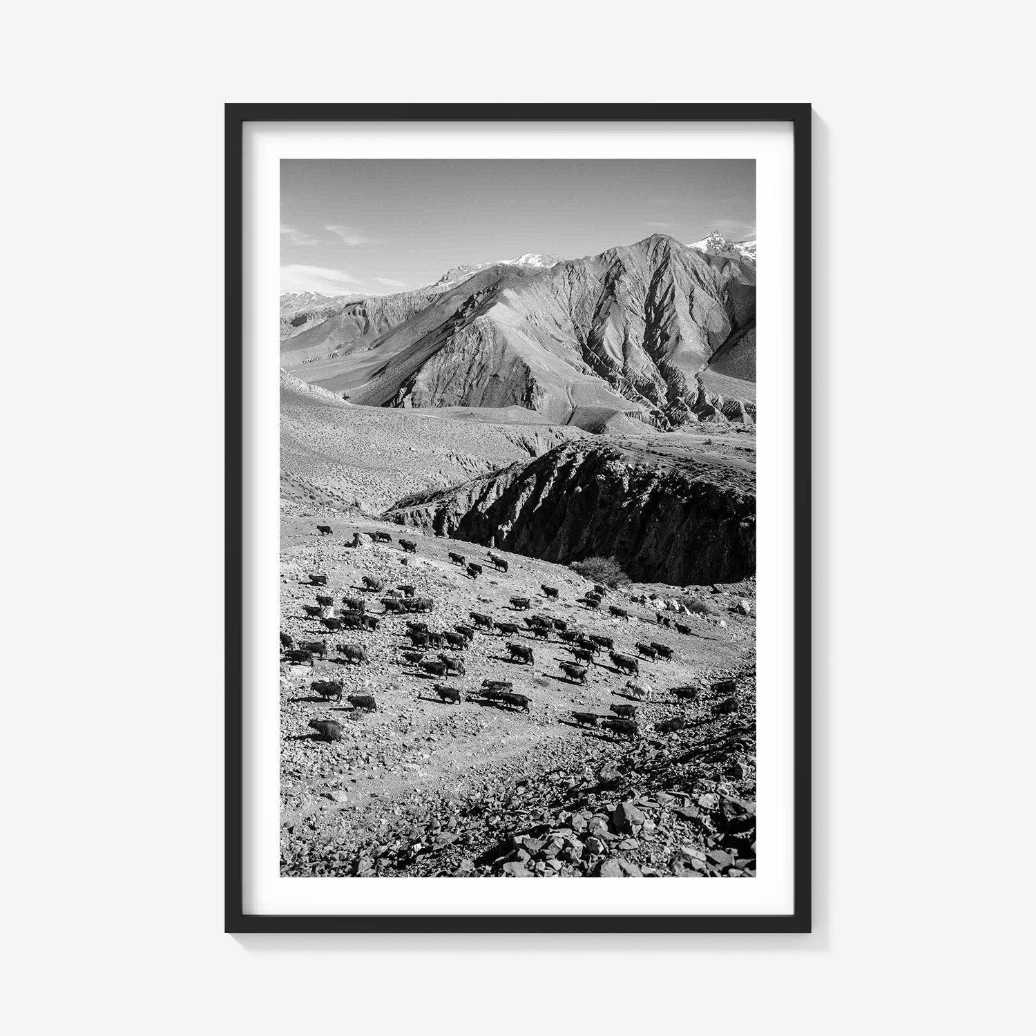 MOUNTAIN HERD