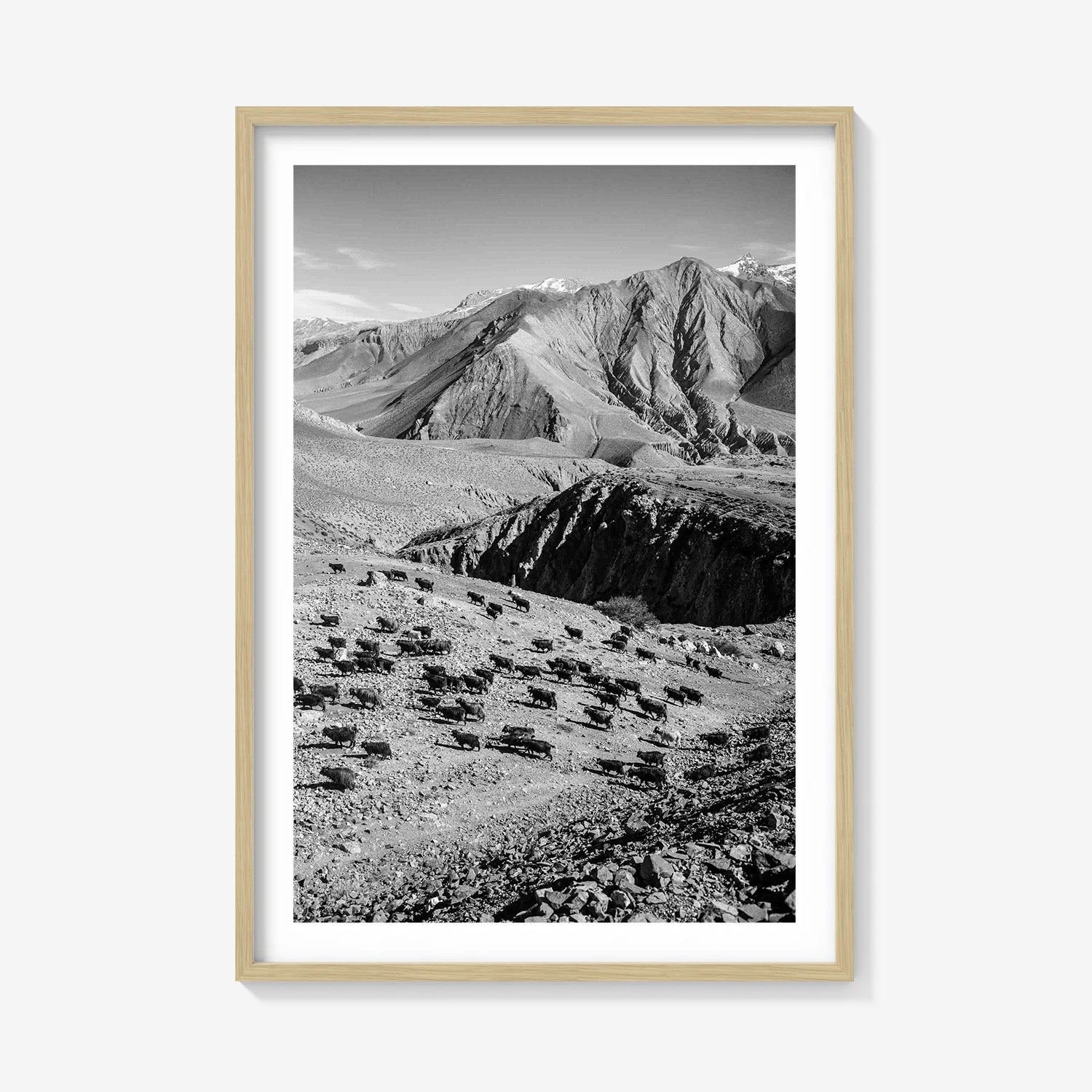 MOUNTAIN HERD