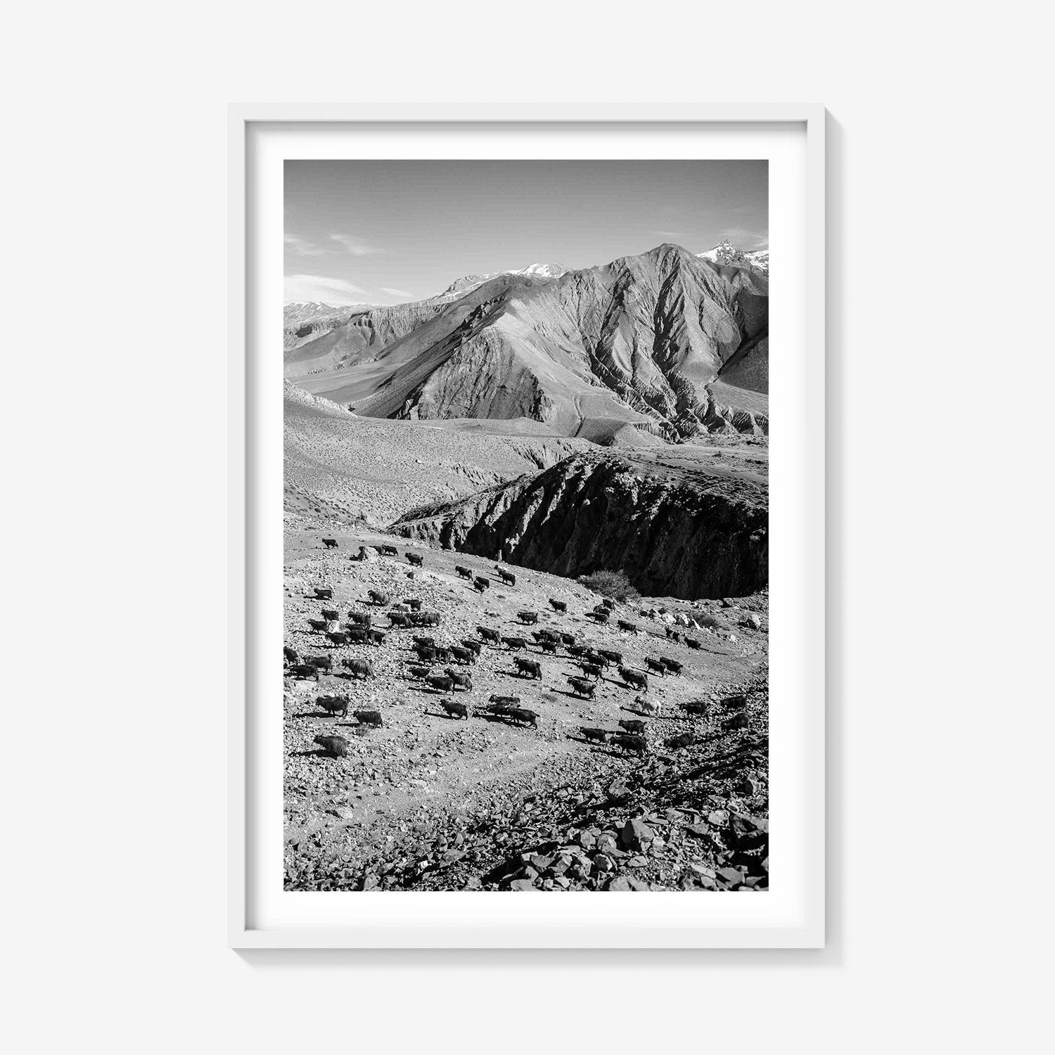 MOUNTAIN HERD