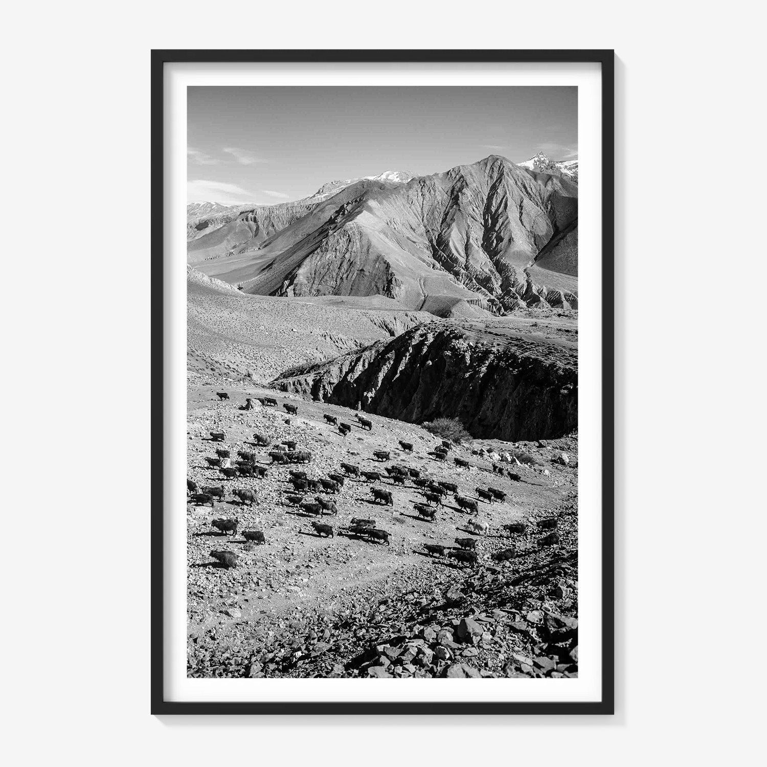 MOUNTAIN HERD