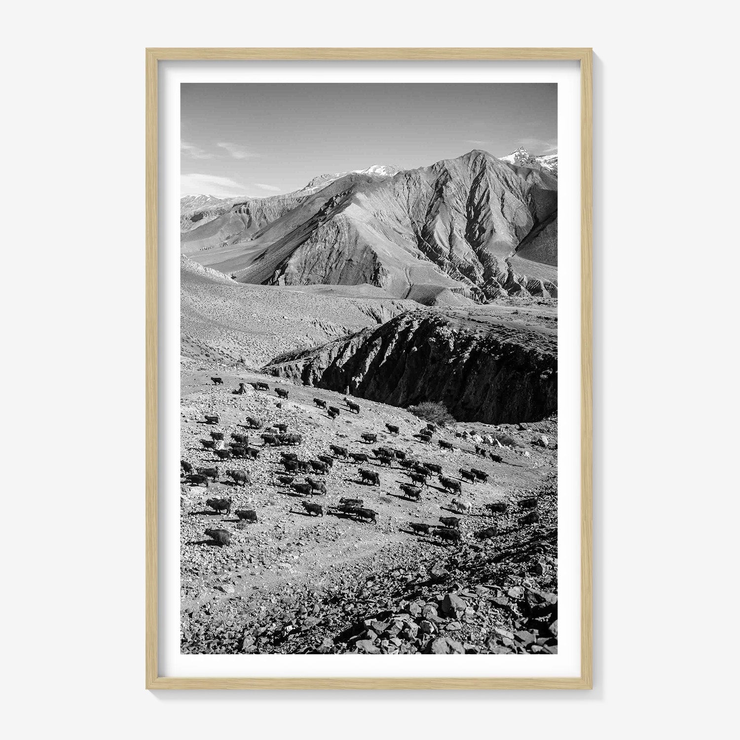 MOUNTAIN HERD