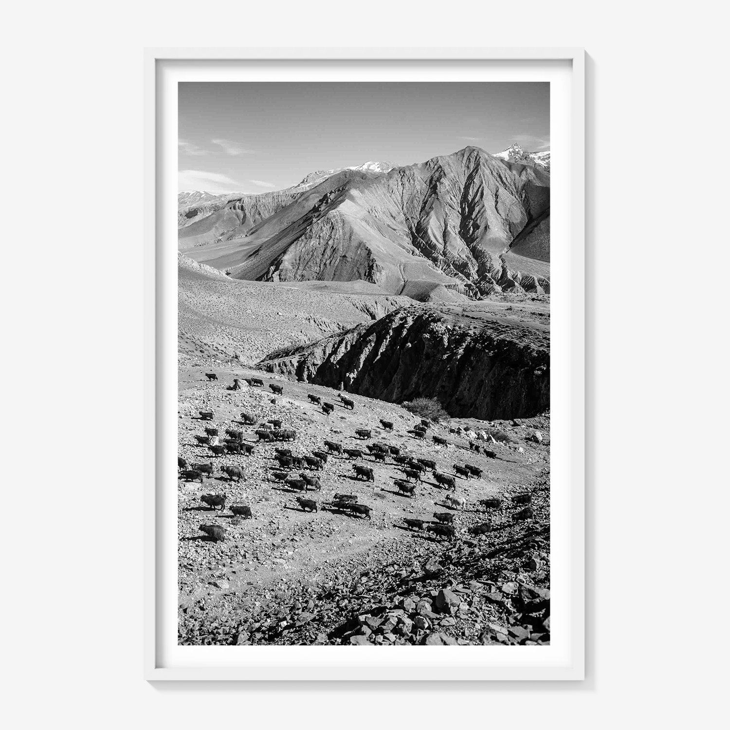 MOUNTAIN HERD