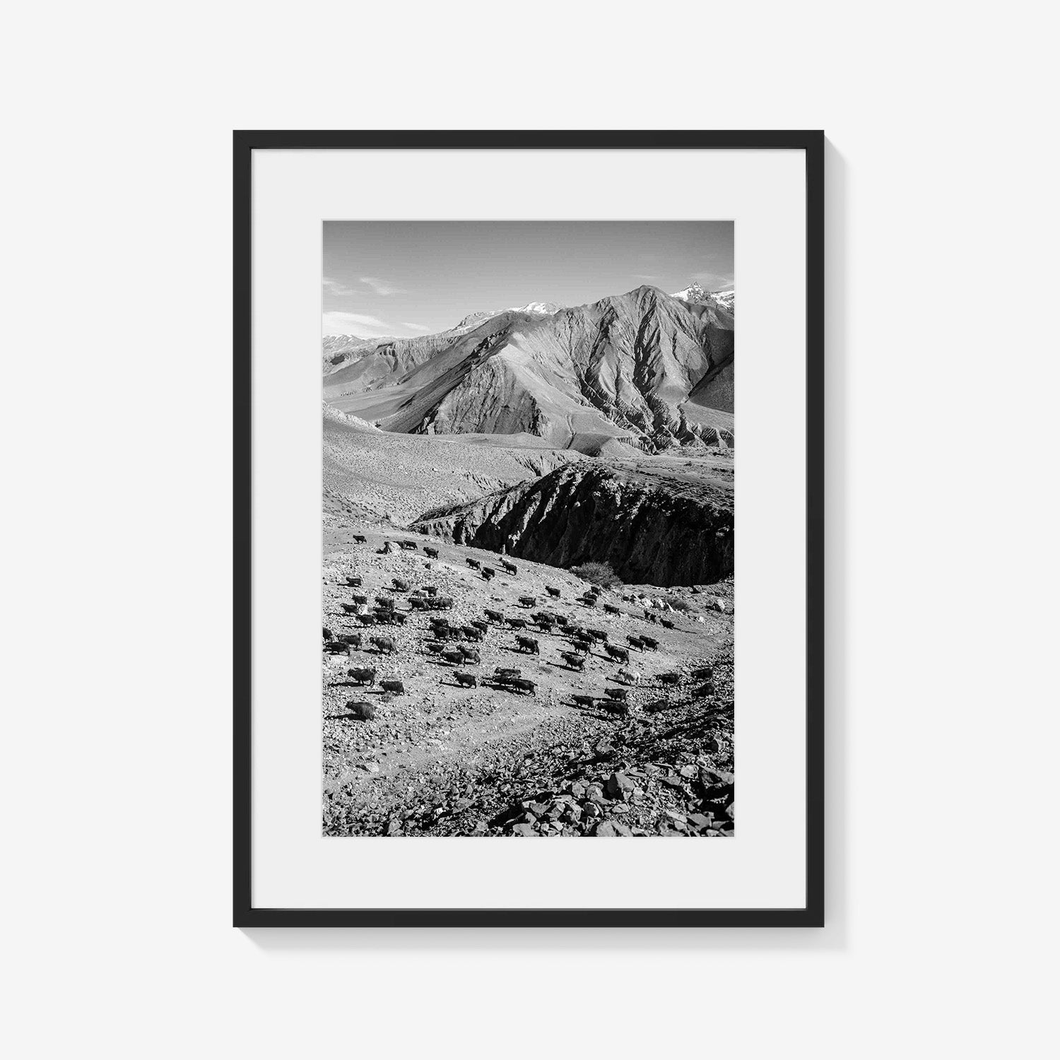 MOUNTAIN HERD