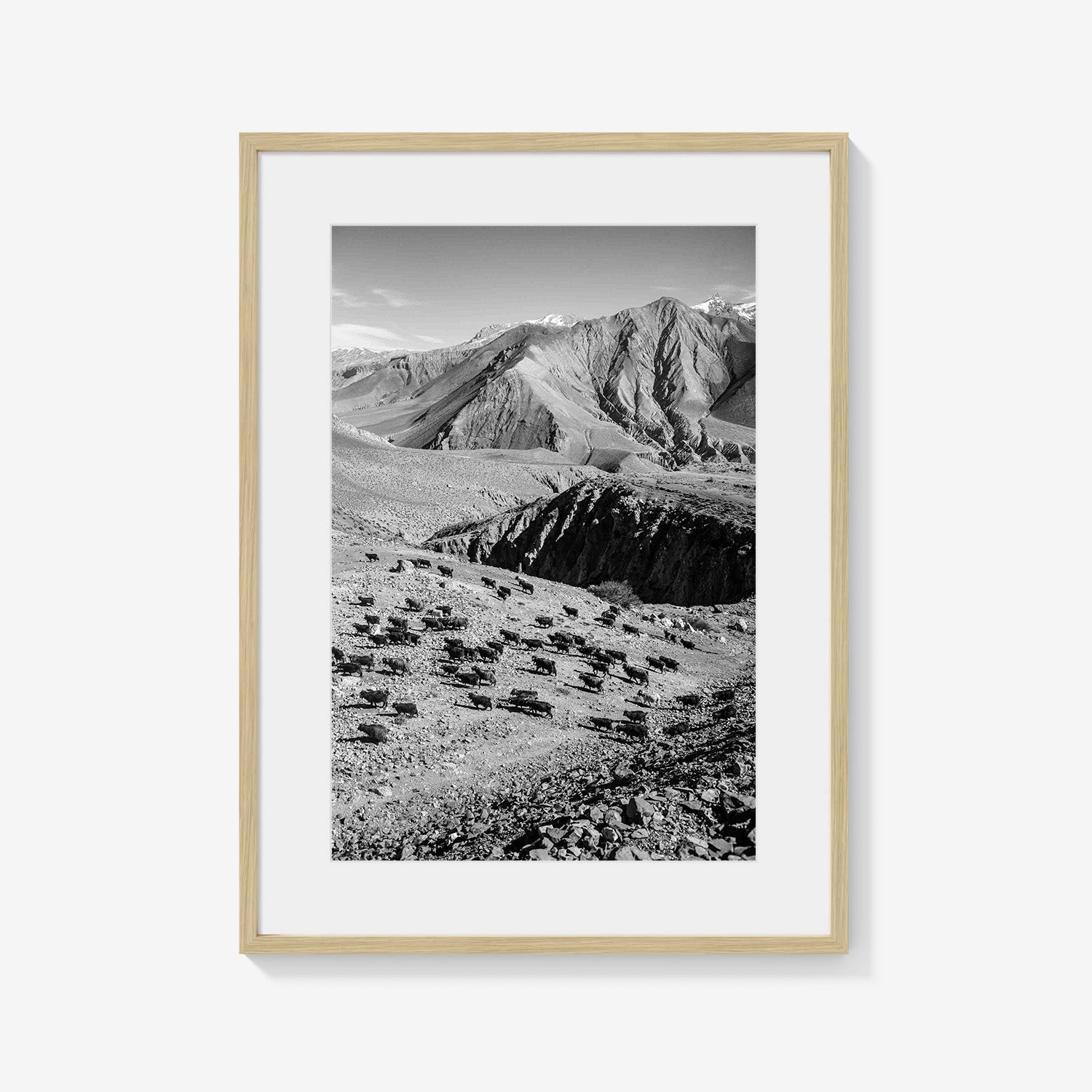 MOUNTAIN HERD