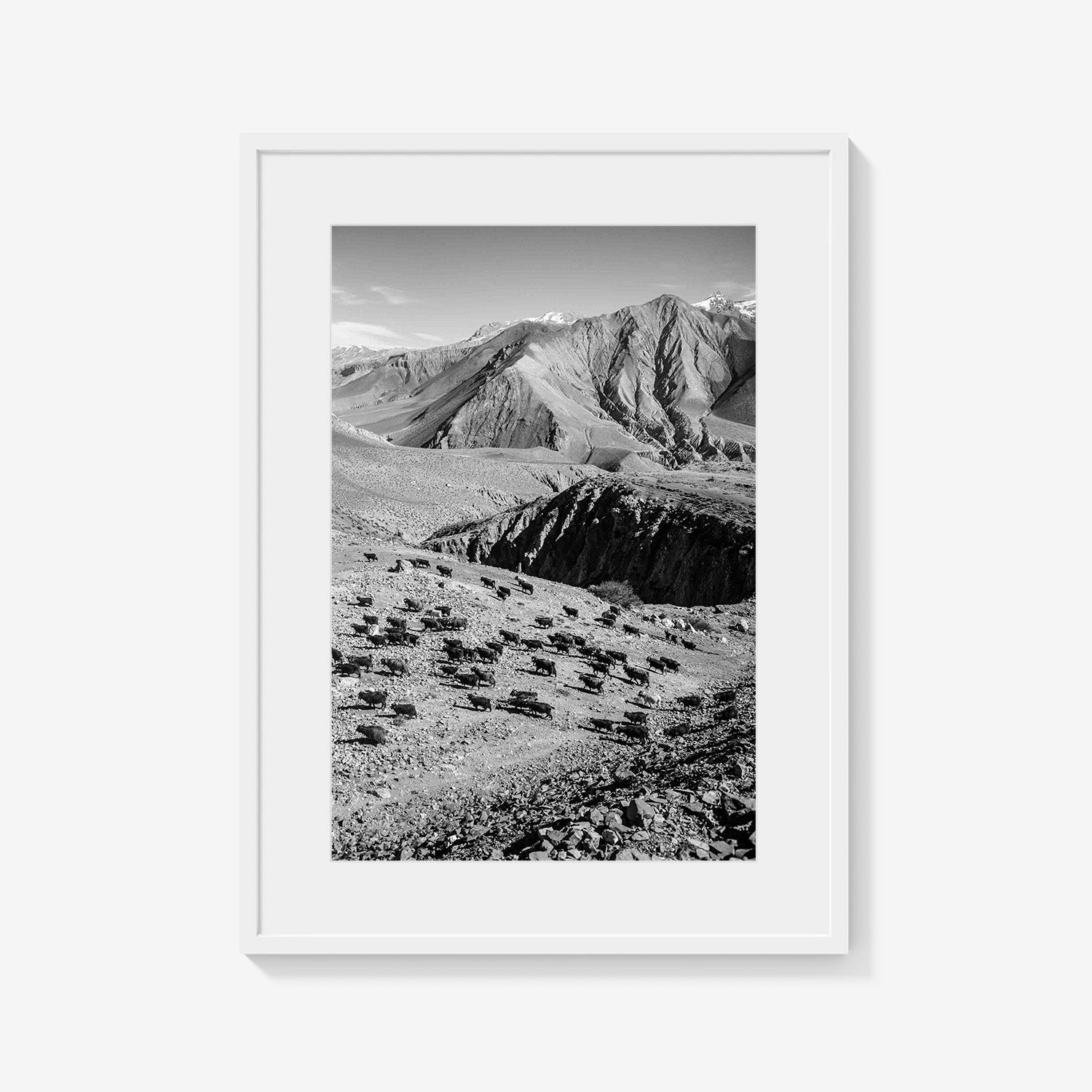 MOUNTAIN HERD