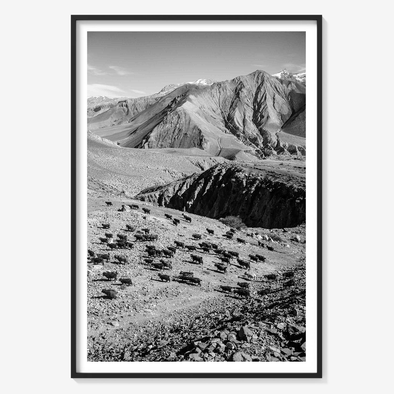 MOUNTAIN HERD