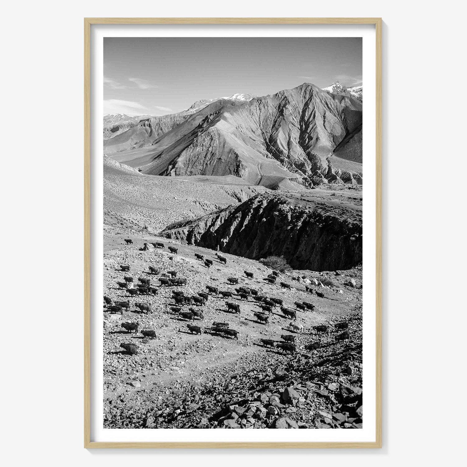 MOUNTAIN HERD