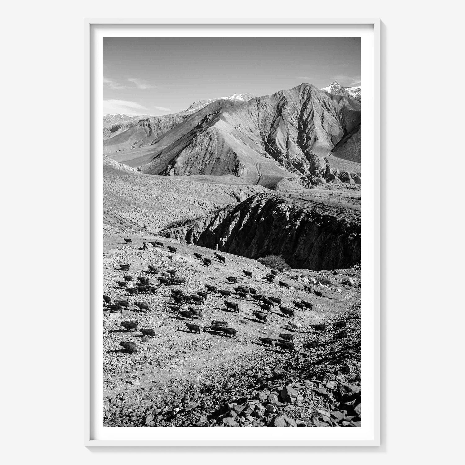 MOUNTAIN HERD