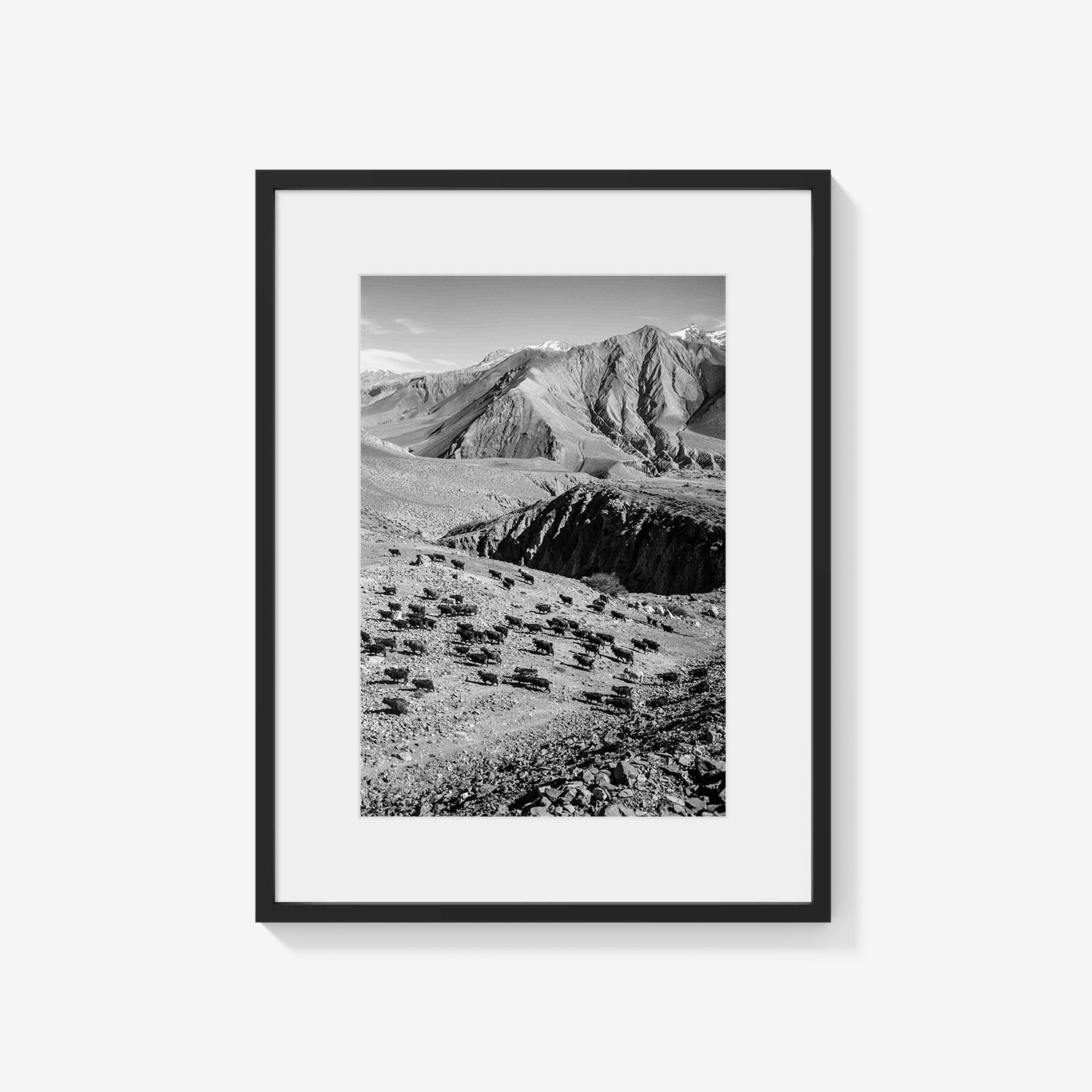 MOUNTAIN HERD