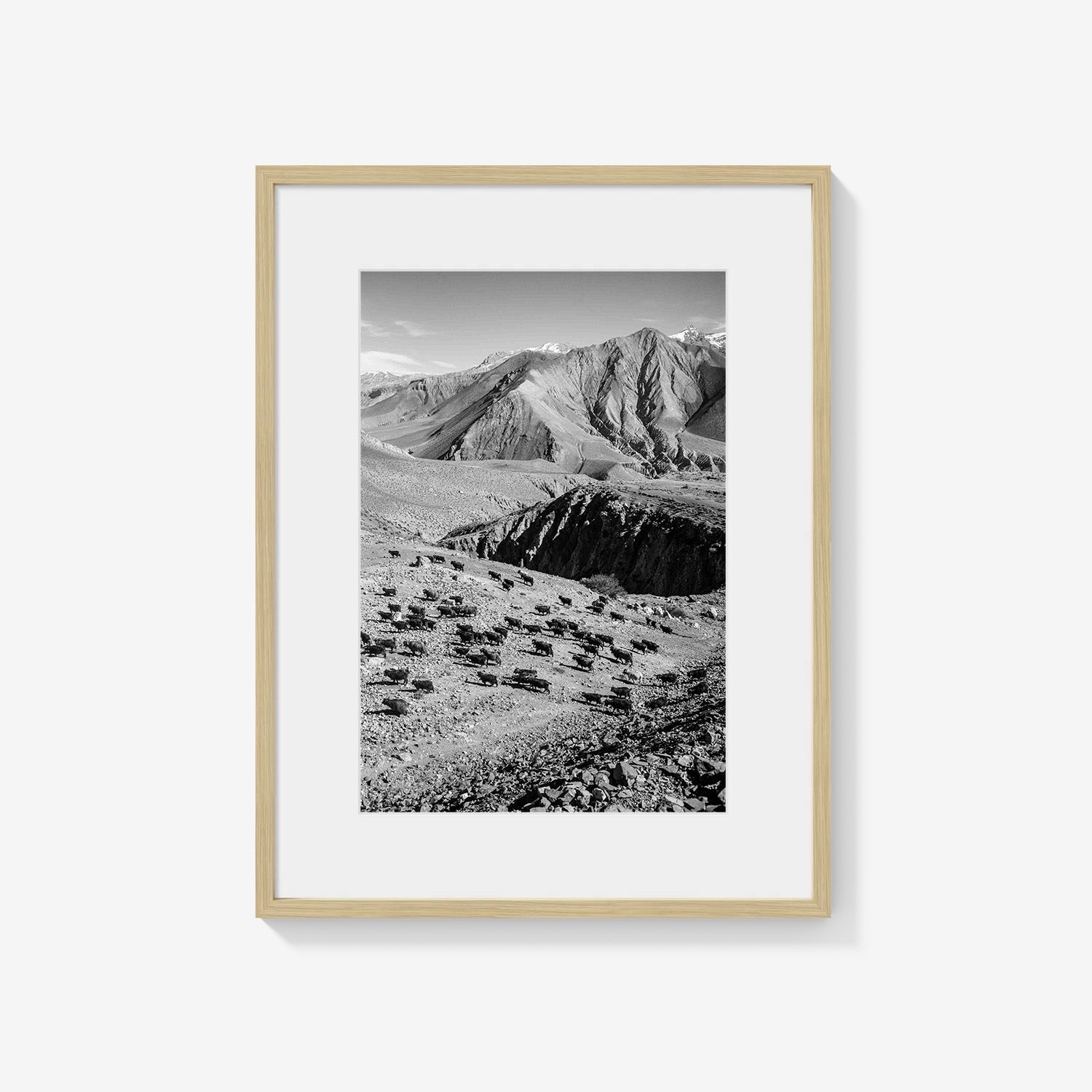 MOUNTAIN HERD