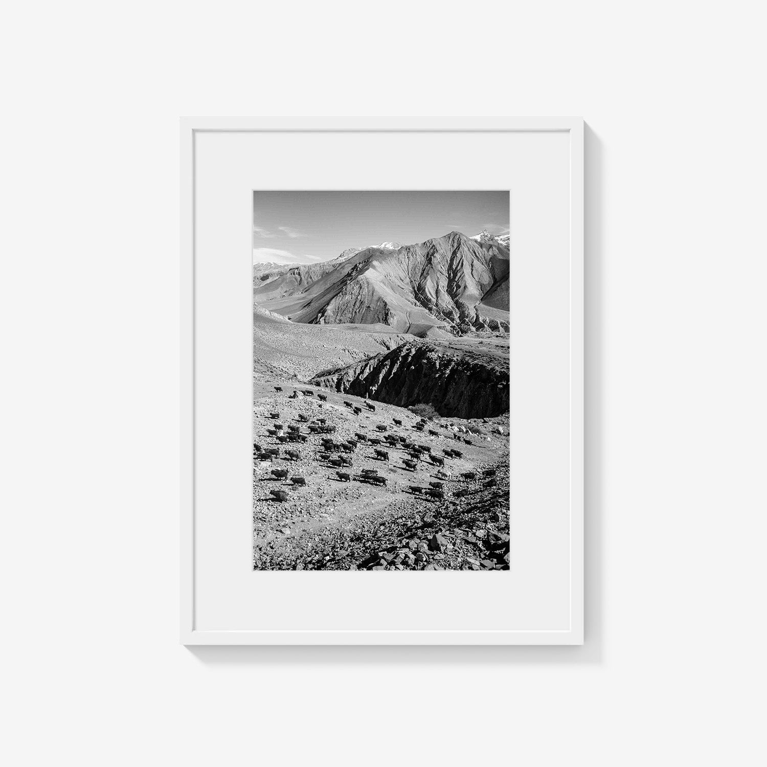 MOUNTAIN HERD