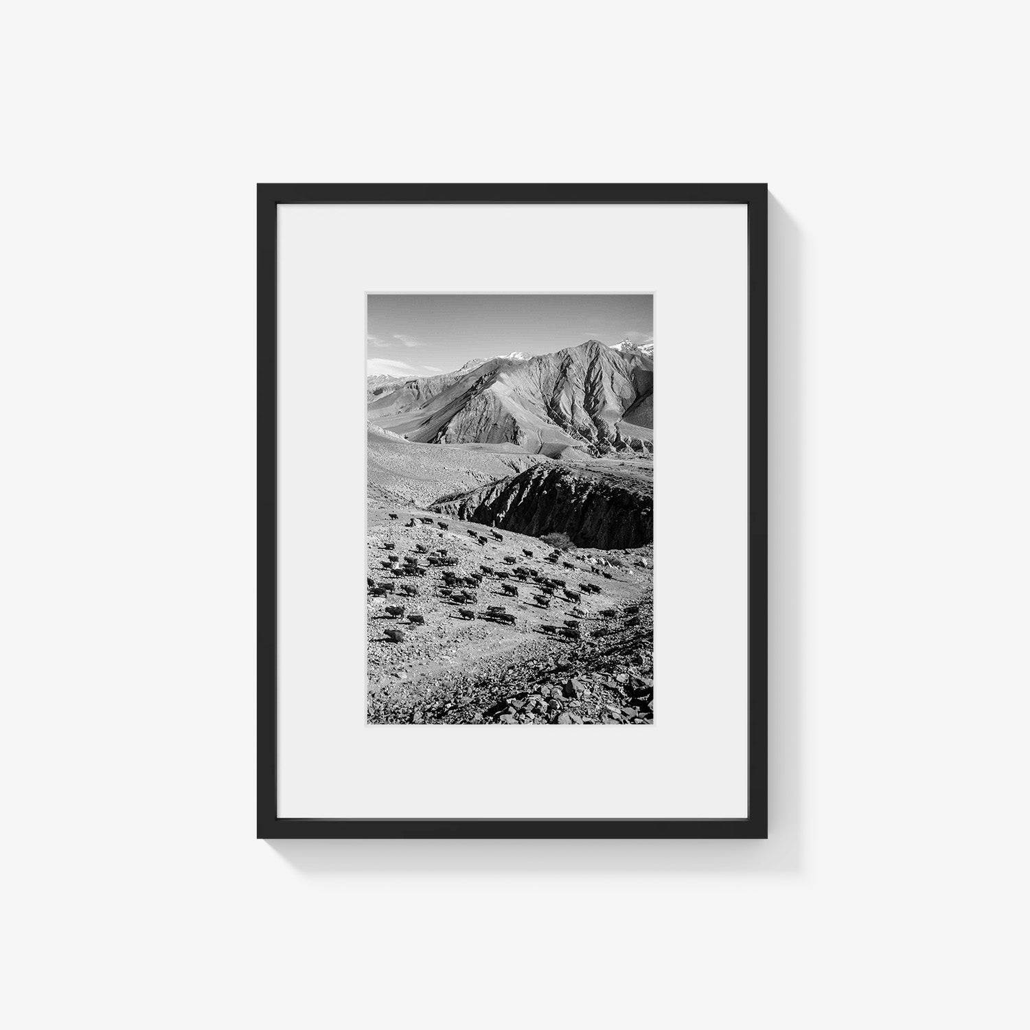 MOUNTAIN HERD
