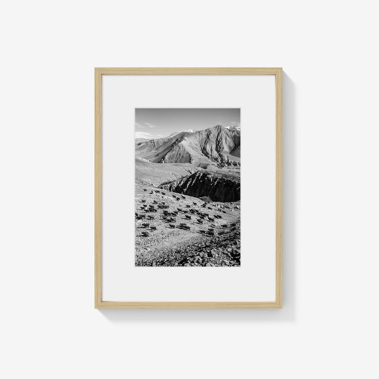 MOUNTAIN HERD