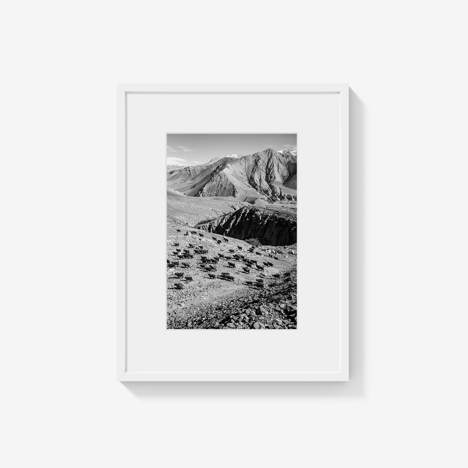 MOUNTAIN HERD